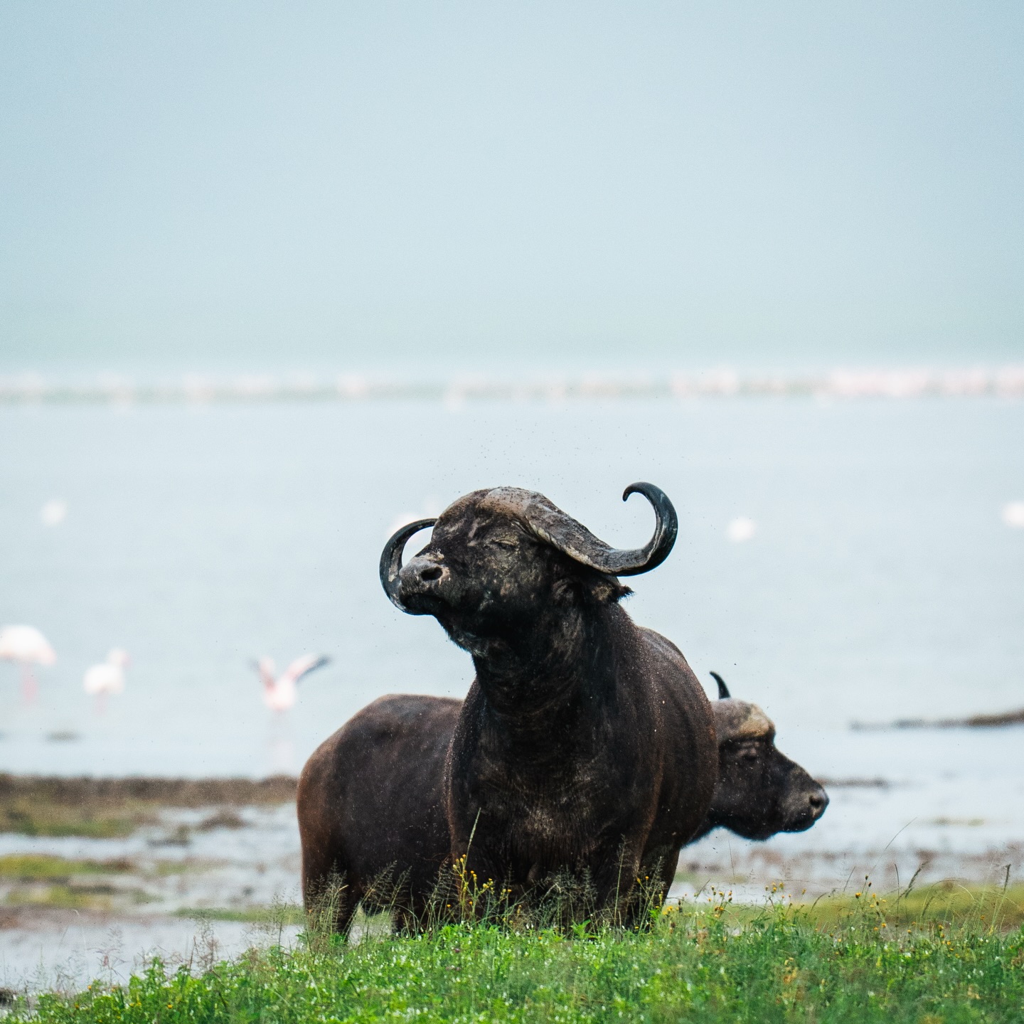One down, four to go. 🐃 The buffalo of Ngorongoro are some of the most formidable guardians of the crater floor. This is Big Five territory at its finest.
Tag your favorite travel partner who needs to see this view in person!
Info@bigfivetrails.com
#bigfivetrails #safaritanzania #lunademieltanzania #viajestanzania #ngorongorocrater