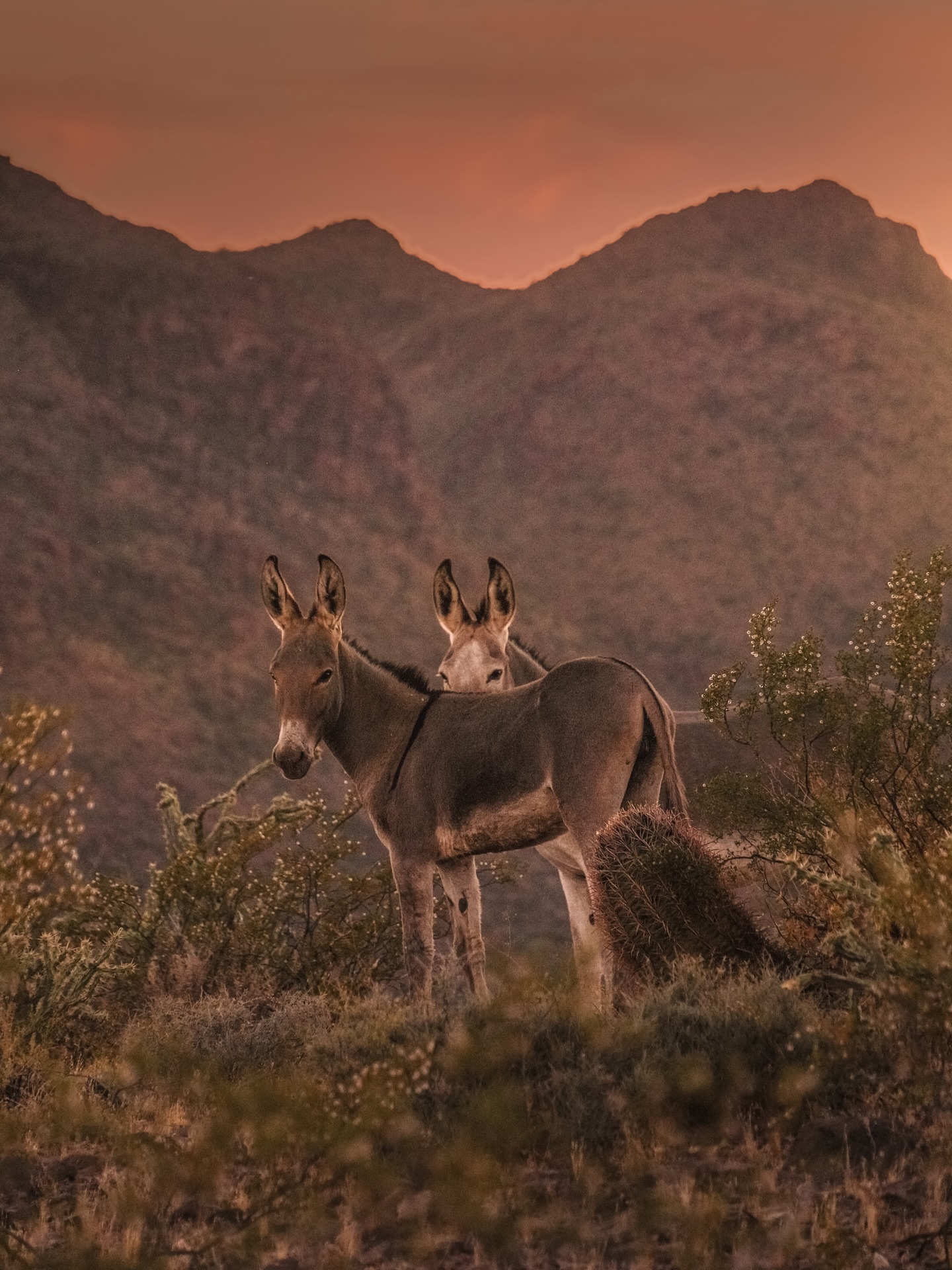 Peekaboo Wild Burros 🥹
I got news yesterday that the BLM plans to remove 1500 Wild Burros from their habitat near Lake Pleasant this week. What’s worse is the plan to sell them…. Not even relocate them. 😭😭💔
It reminded me of these cute pics I took of them that I never shared and I wanted to spread the word in case there is anything we can do as a community to fight this. Please spread the word by sharing! Anyone know what’s best to help the situation?
I also included some photos my friend @intowanderlust took of me happy as a clam capturing them. 📸🥹