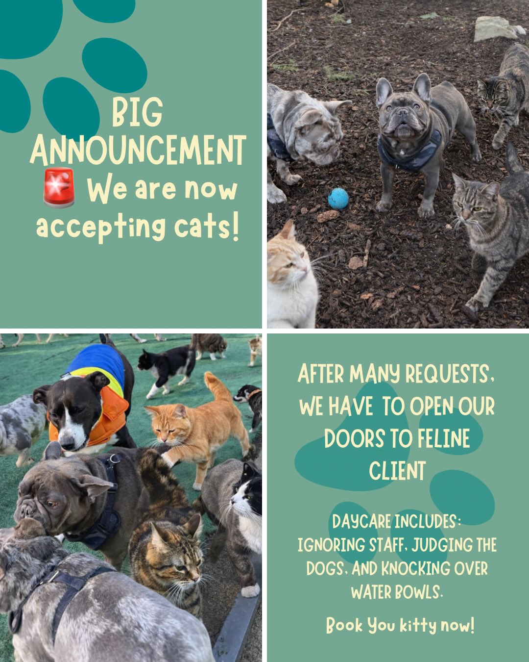 We’ve been keeping a little secret… 🐾
After a lot of requests (and even more consideration), we’ve officially decided to expand Paws Play…
🐱 We are now accepting cats for daycare.
Our new feline program includes:
• Structured independence
• Elevated observation areas
• Selective participation
• Judging… lots of judging
We’re excited to welcome a whole new kind of energy into the pack.
…
…
APRIL FOOLS 😂
We’ll stick to what we know best 🐶💛