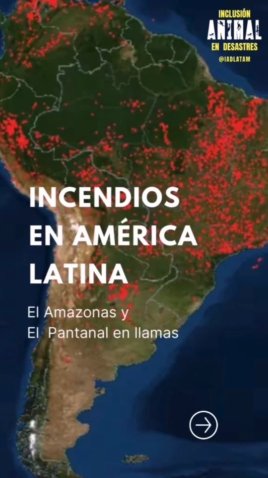 Ante tanta desolación es importante no perder la esperanza y enfocarnos en lo que sí podemos hacer.
.
Si puedes realizar una donación para 🇧🇷 hazlo a través de este grupo @grad_brasil si quieres realizar donaciones para 🇧🇴 te invitamos a que apoyes a bomberos de @alaschiquitanas o a grupos que trabajan directamente con la fauna silvestre afectada como lo son @inti_wara_yassi y @senda_verde
.
Si en este momento no te es imposible realizar una donación te pedimos que compartas este reel o contenido de las organizaciones que nombramos para que otras personas puedan sumarse y asi crear más conciencia. Es evidente que necesitamos legislaciones que verdaderamente velen por el bienestar de nuestro planeta y para eso vamos a necesitar de mucha gente.
.
Entre todxs podemos hacer la diferencia, no es momento de aflojar! ❤️
.
📸 De: @racingextinction y @luismartinez_ambientalista
.
#animalesendesastres #iad #iadlatam #inclusionanimalendesastres #inclusionanimal #cuidadoanimal #ningunanimalsequedaatras #animal #animallovers #animals #amor #ayuda #proteccion #conservacion #educacion #desastres #desastresnaturales #incendios #amazonas #bolivia #brasil #peru #paraguay #ecuador #argentina #uruguay #colombia