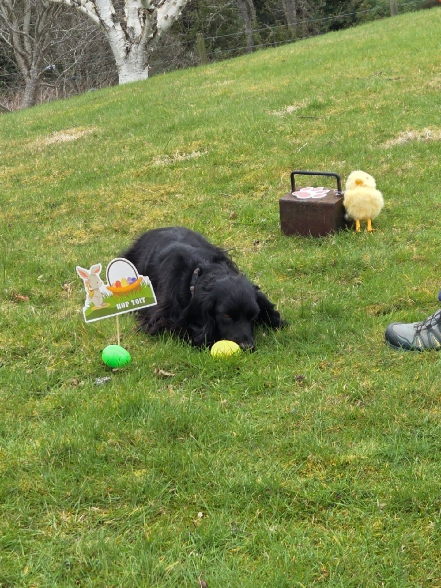 Easter scent fun 🐣
My favourite part was watching the humans run around stealing everyone's eggs for their own piles to win the prize 🤣
#scentsports #scentwork #easter #dogtraining #dogsarelife