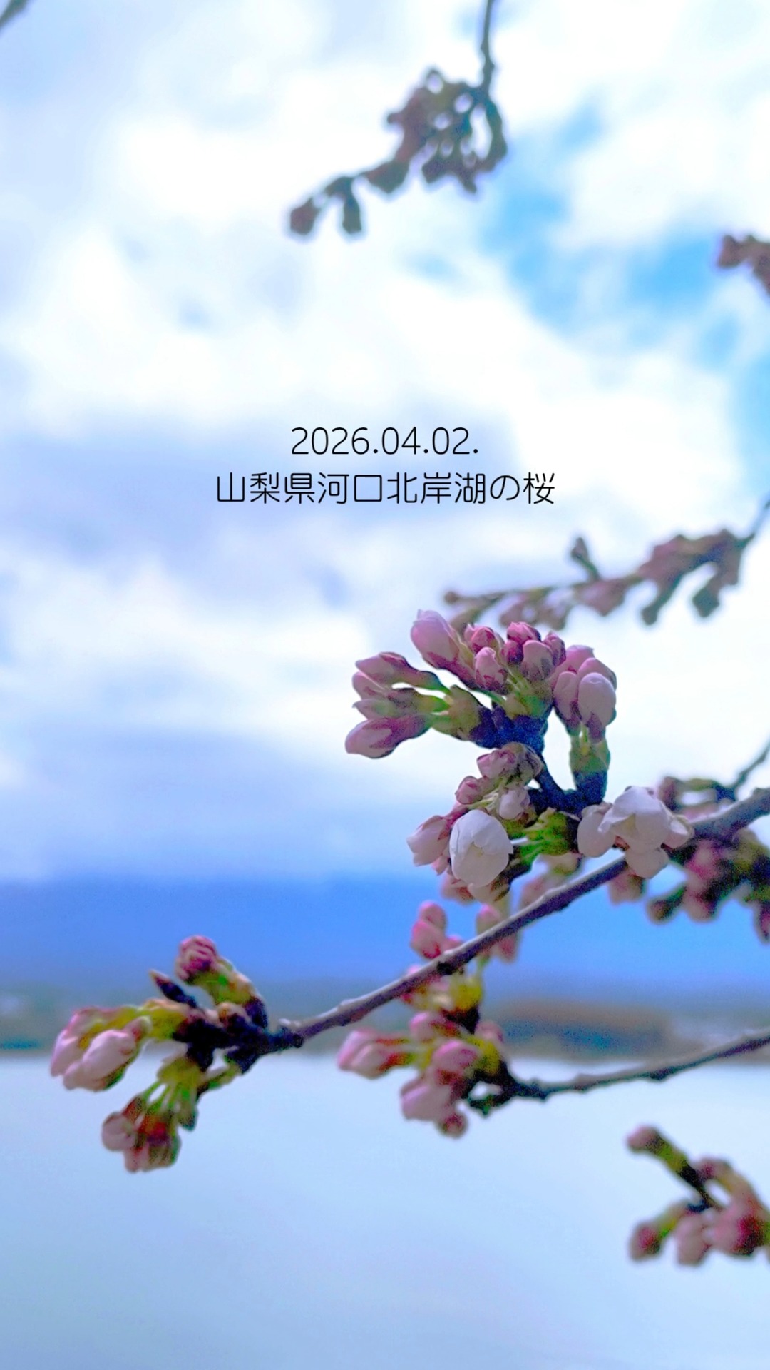 🌸
2026.04.02.
山梨県・河口湖北岸の桜はほころび始めました。
そして人々もたくさんいらっしゃっております。(海外の方が多いです)
テレビの放映などもあったので明日からさらに混み始めるかなと思います。
📅来週~再来週、少しですが予約が空いております。
早朝、夕暮れ以降は人が減りますのでゆっくりと富士山・河口湖・桜を鑑賞したい方はご宿泊がおすすめです🏡
もしよろしければ遊びにいらしてください🐾
🌸公式予約🌸
https://www.jhpds.net/yukarinosato/uw/uwp3100/uww3101.do?yadNo=321854
宿泊1週間くらい前から販売になる直前割もあります。
📍ペットが主役コテージゆかりの郷
@kawaguchiko_yukarinosato
山梨県南都留郡富士河口湖町河口3045
春は桜並木
秋はもみじ回廊
愛犬と最高の思い出を🐾