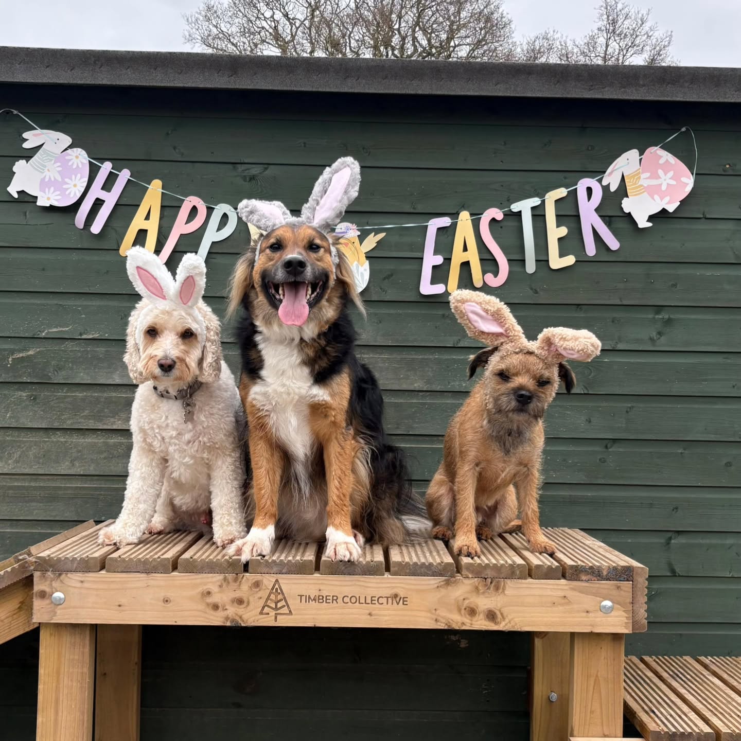 Day 4 Easter bunnies 🐰🐰
#easterbunny #doggydaycare
