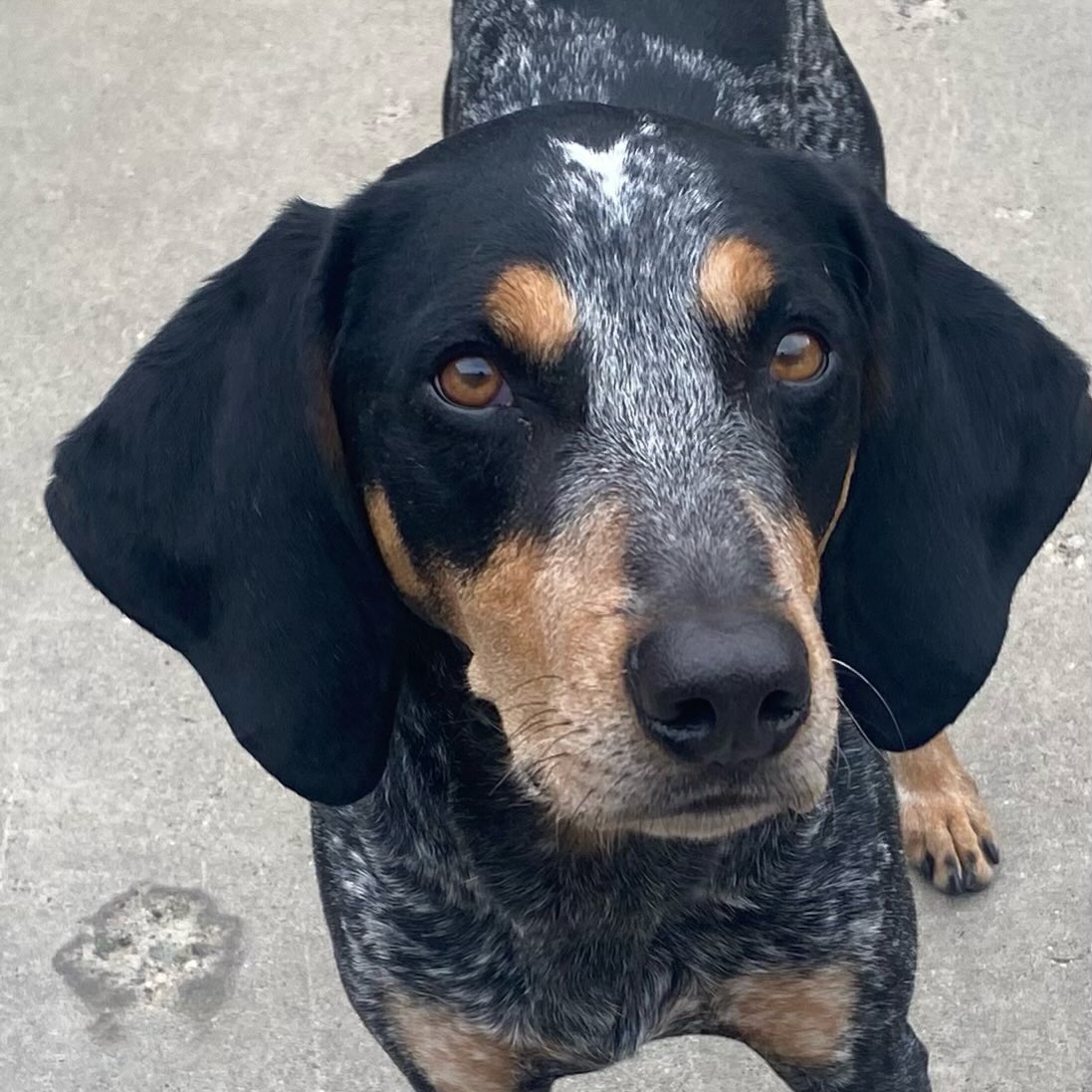 Bluebarry? Huckleberry? Definitely Hound!
#hounddog #bluetick #huckleberryhound #gooddogplaycare @bluebarrybutts