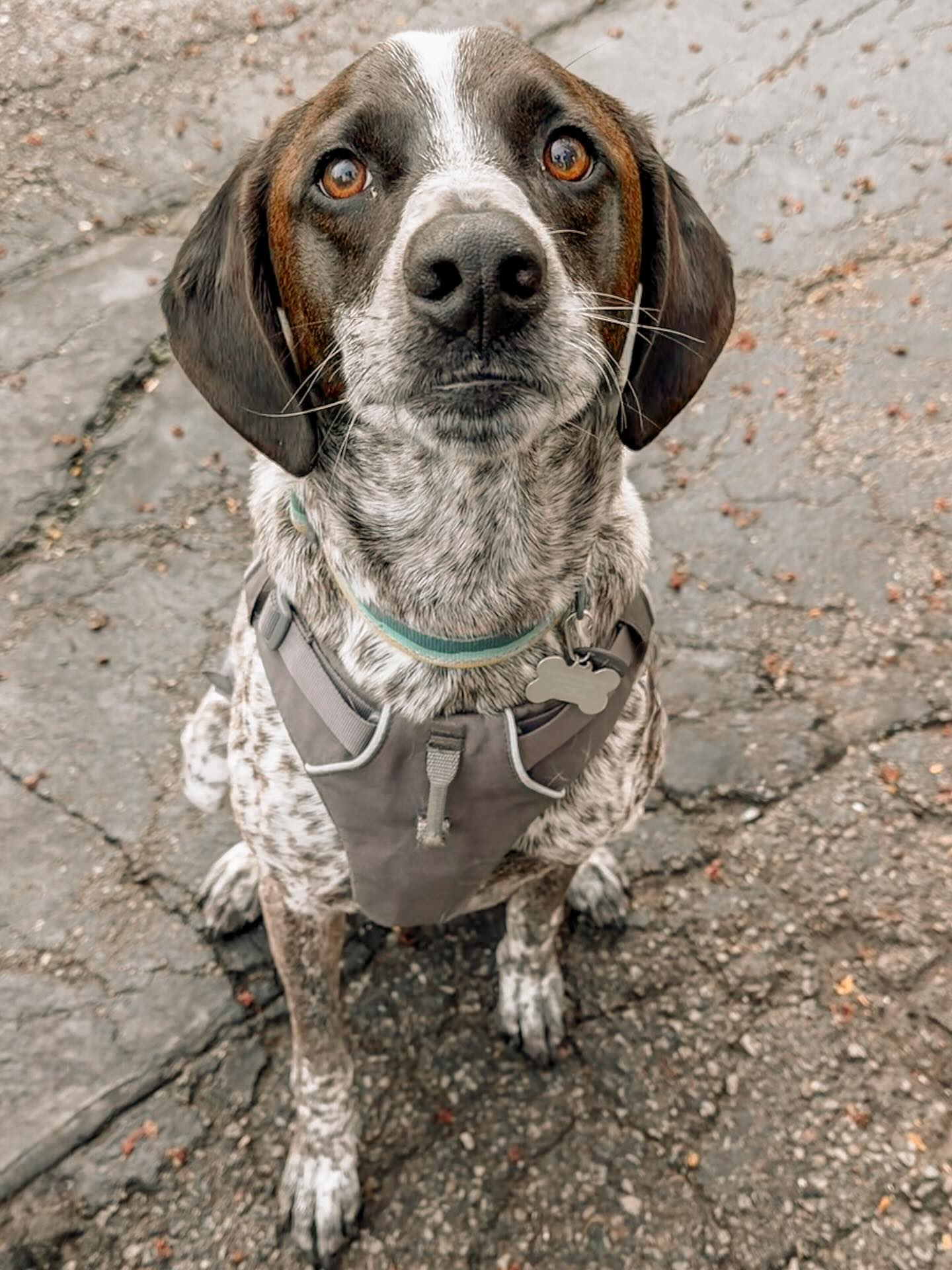 A pointer mix with BIG feelings 💛
I’ve always had a soft spot for GSPs after being a guardian to so many over the years and this handsome boy is no exception.
Right now, we’re working through those big, excited emotions that show up when he sees other dogs on leash. We’ve started building his Click to Calm foundation using “Fake Frankie” (my very convincing stuffed dachshund decoy), along with other skills that will support his reactivity journey.
He’s already making thoughtful choices, and I can’t wait to watch his confidence grow.