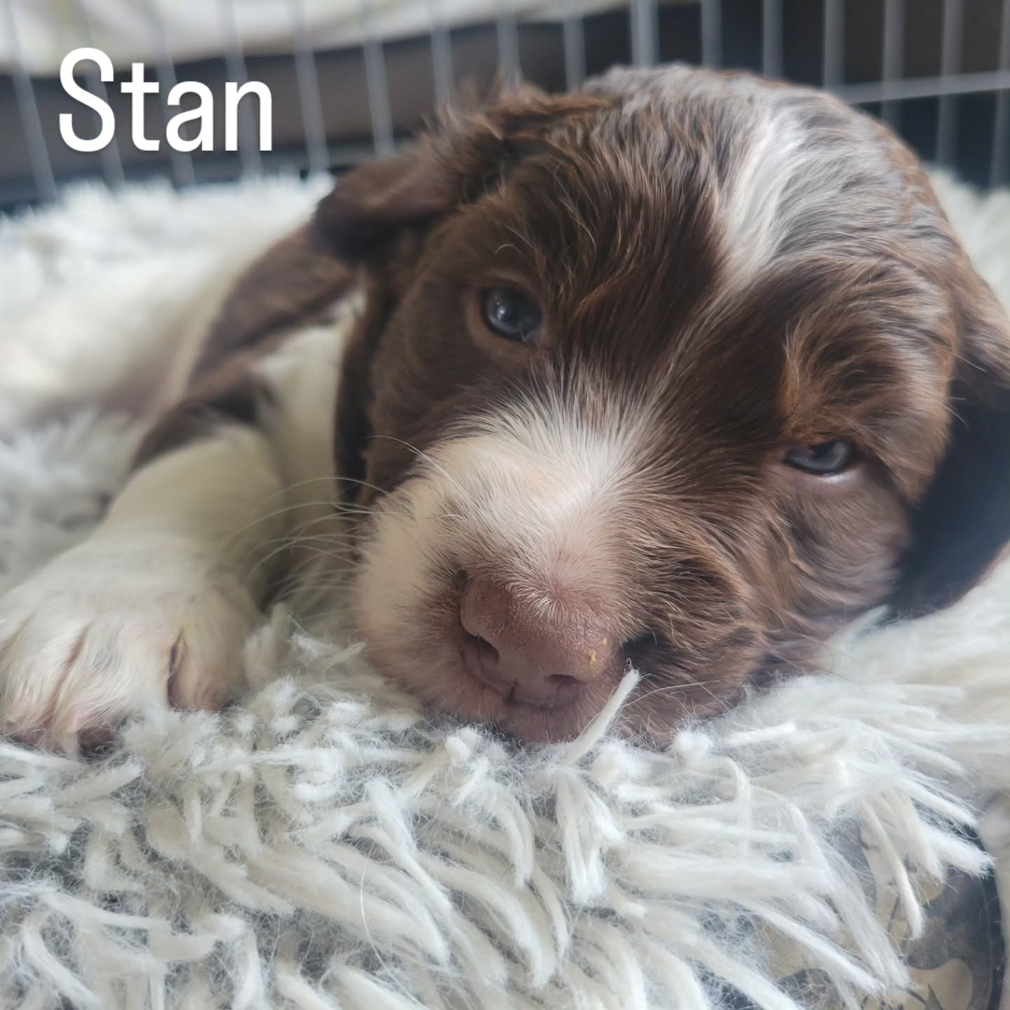 #dog #puppy #spaniel