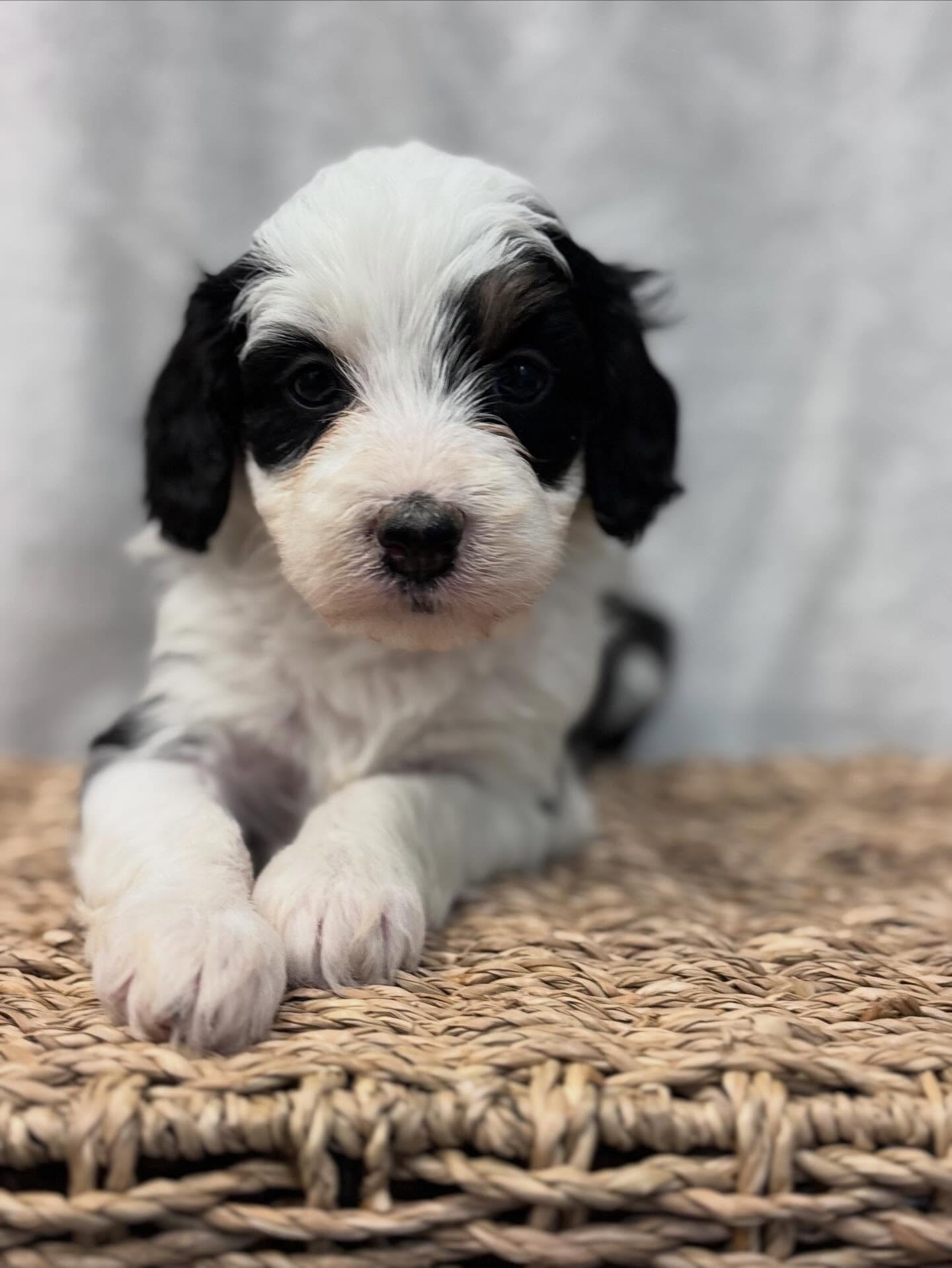 Jupiter is a pretty little princess 🥰. #minibernedoodle #doodlegirl #socute #floridabernedoodles