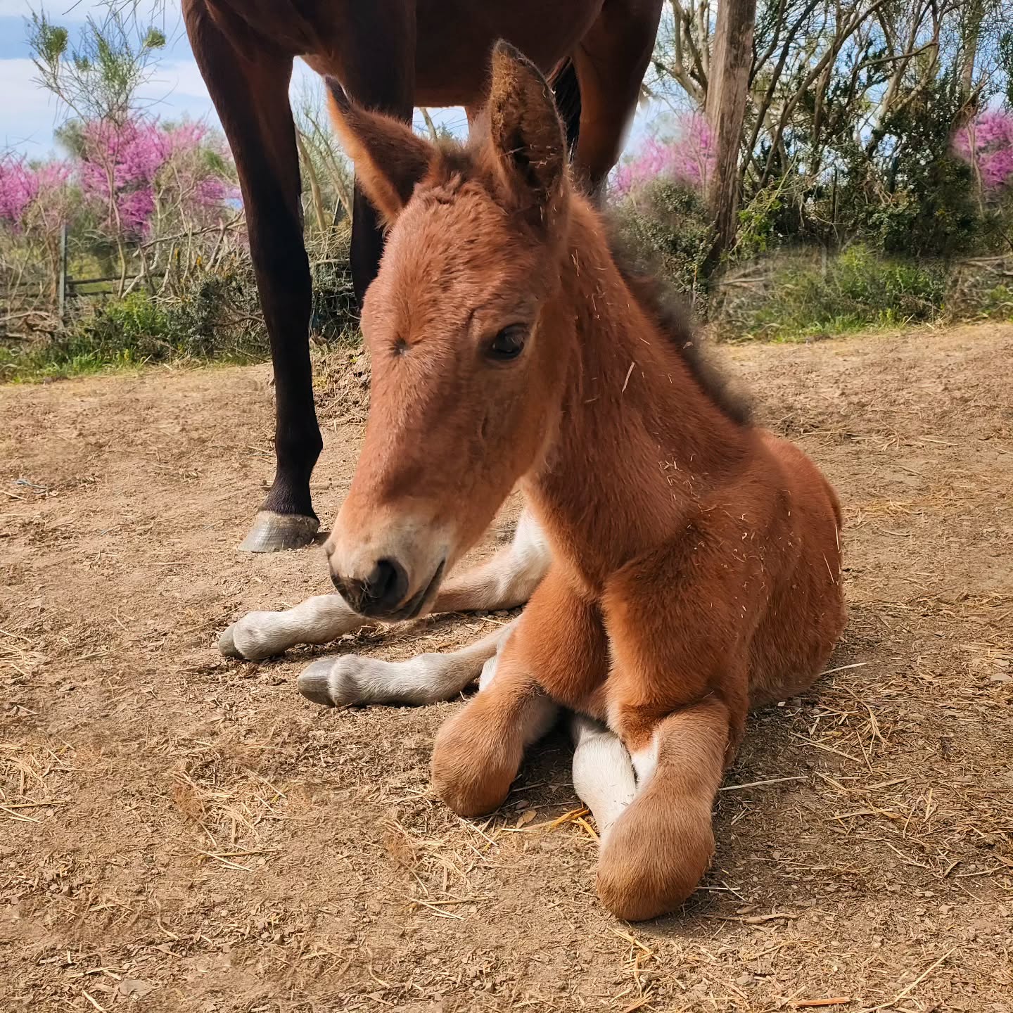 Tra vicinanza e autonomia.
Questa giovane puledra, nei primi giorni di vita,
rimane molto vicina alla madre –
protetta, guidata, accompagnata.
Nel branco impara fin da subito
il significato della relazione:
movimento, pausa, distanza e contatto al momento giusto.
Nulla viene forzato.
Nulla viene accelerato.
Lo sviluppo segue il ritmo naturale –
influenzato dalla madre,
all’interno della struttura sociale del branco.
Così nasce la fiducia:
non esclusivamente attraverso l’addestramento,
ma attraverso l’esperienza vissuta🌿
Zwischen Nähe und Selbstständigkeit.
Dieses junge Stutfohlen bleibt in den ersten Lebenstagen
ganz nah bei seiner Mutter –
getragen von Schutz, Wärme und Orientierung.
In der Herde lernt es von Anfang an,
was Beziehung bedeutet:
Bewegung, Ruhe, Distanz und Nähe im richtigen Moment.
Nichts wird erzwungen.
Nichts wird beschleunigt.
Die Entwicklung folgt dem natürlichen Rhythmus –
geprägt durch die Mutter,
eingebettet in die soziale Struktur der Herde.
So entsteht Vertrauen:
nicht ausschließlich durch Training,
sondern durch gelebte Erfahrung🌿
#CavalloMaremmano #Maremmano
#LePuledraieDiSterpeti #Pferdezucht
#Maneggio gesundePferde healthyhorses
ethologie ethologieequine
PuledraMaremmana
CrescitaLibera CavalliInLibertà
Maremma VitaNelBranco
EquitazioneEtologica RispettoERelazione
PrimaveraInMaremma Fohlenzeit
HorseCenteredBreeding