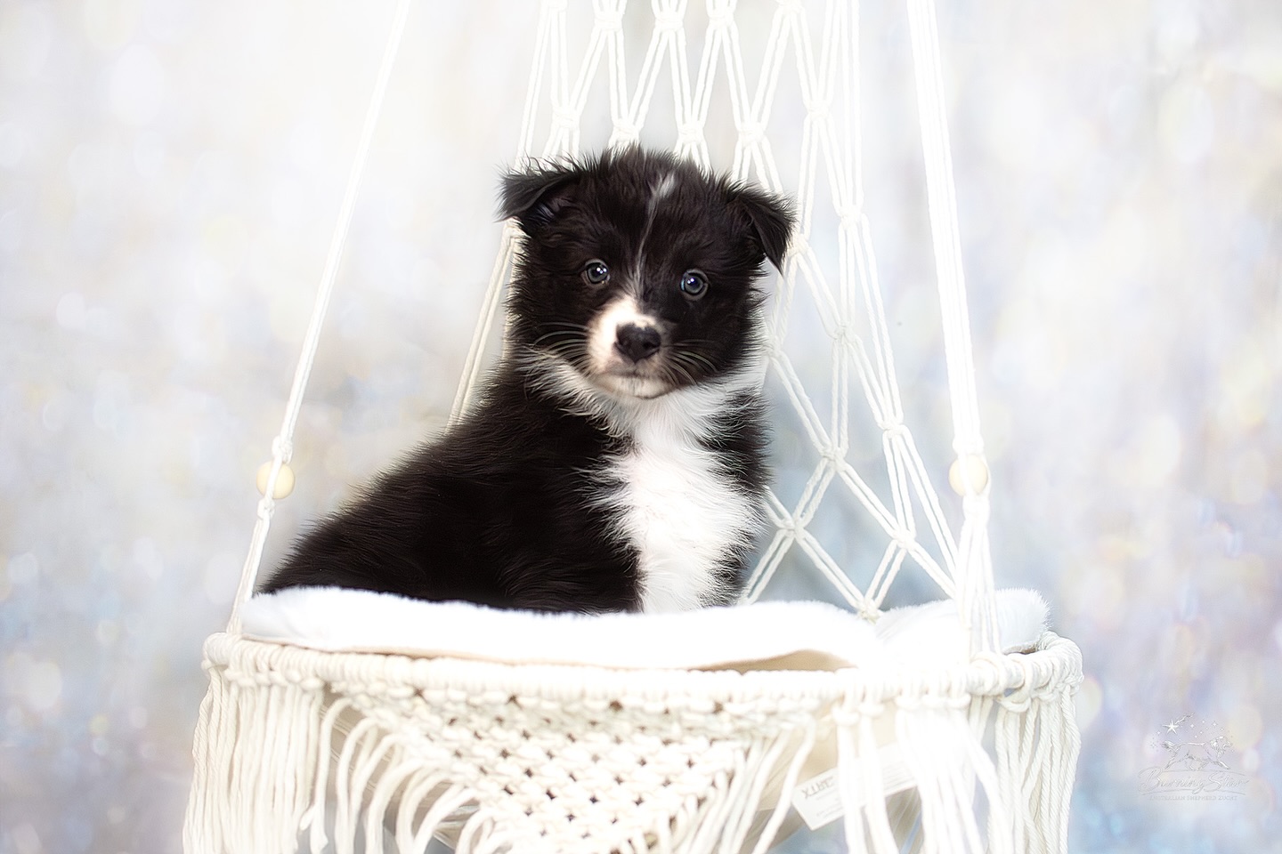 ✨ BurningStar’s Softly Spoken Secret ✨
Die Zarte, das Püppchen 🥰
Die Maus begutachtet neue Situationen erstmal genau, wägt ab und startet dann ins Abenteuer.
Sie ist kein Draufgänger, sondern eine ganz sanfte Seele mit einem Blick der Eis zum schmelzen bringen würde 🥰
Wenn du bei ihrem Blick schmilzt, dann melde dich gerne bei uns 🥰
#aussie #aussiewelpe #lookingforhome #blackbi #aussiezucht