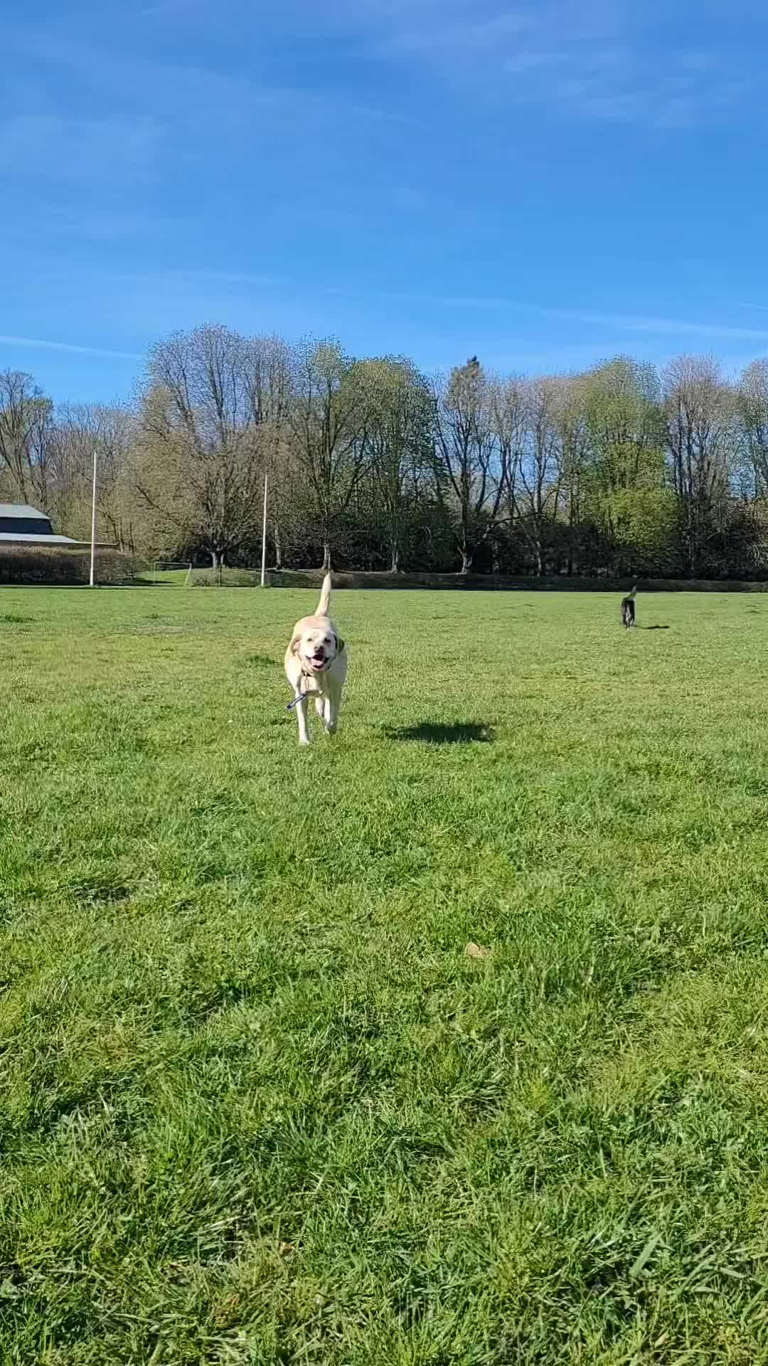 Na een lekker Paas weekend weer op stap met Uitgeraasd 🐣🐕
🐾 Bram, Biggie, Roos, Zoë en Pepper
