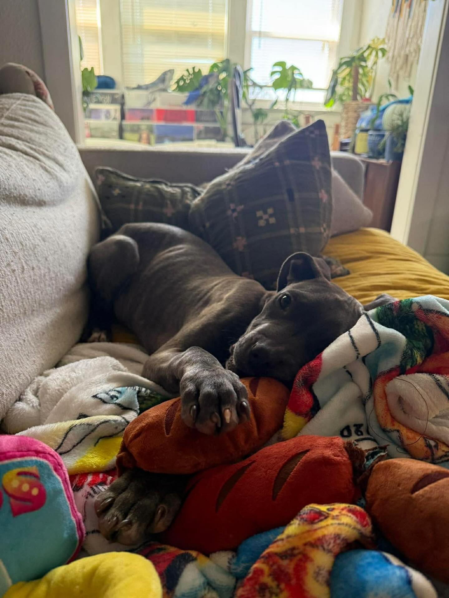 Feeling a little down now that the clouds have rolled in? Well don’t worry, cutie patootie Benito knows exactly what to do. He is an expert in couch cuddling and is more than willing to share his toy to brighten your day!
To learn more about Benito head to:
Https://www.madeapromiserescue.org/dogs/benito