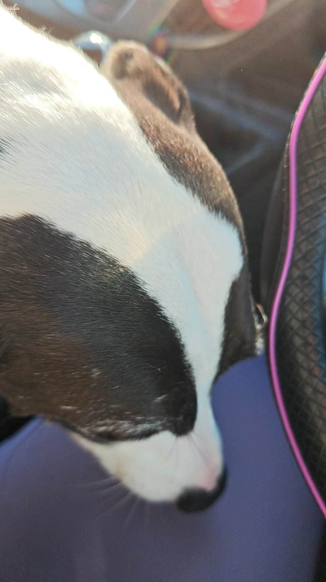 The compulsory post meet and greet sniff from Buzz 🤭😂