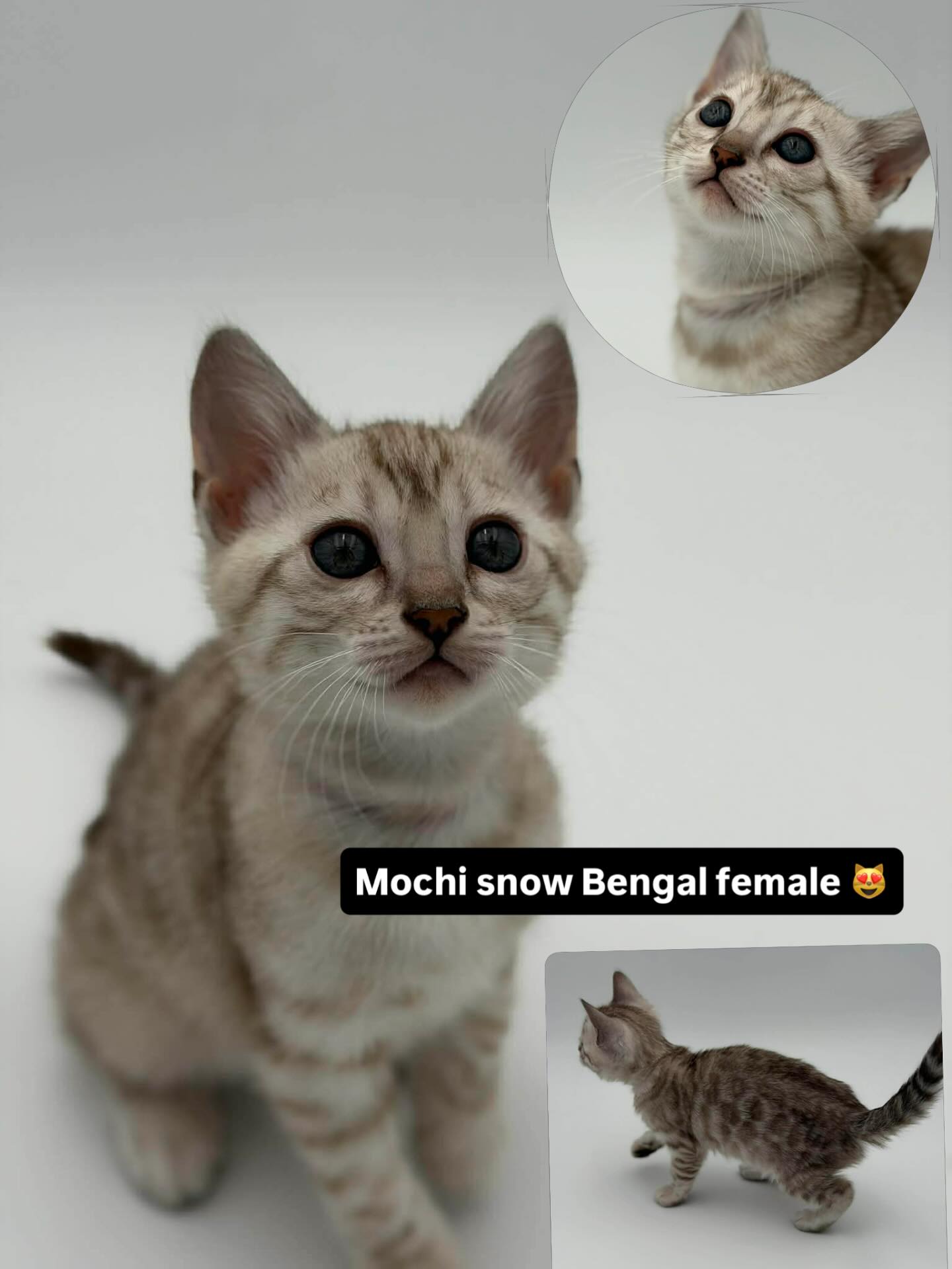 Mochi is available 😻 #bengal #bengalkitten #cat #fyp #viral