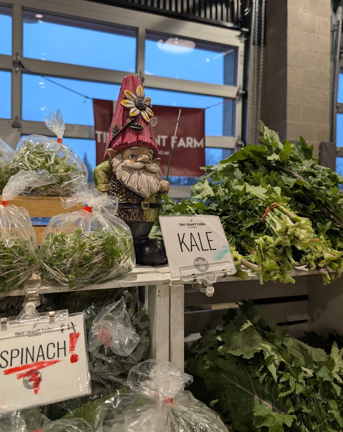 Salad Gnome wants YOU... to come to the @kalamazoofarmersmarket ! Sure, it's rainy outside... but it's warm and bright and dry inside the winter market building!!