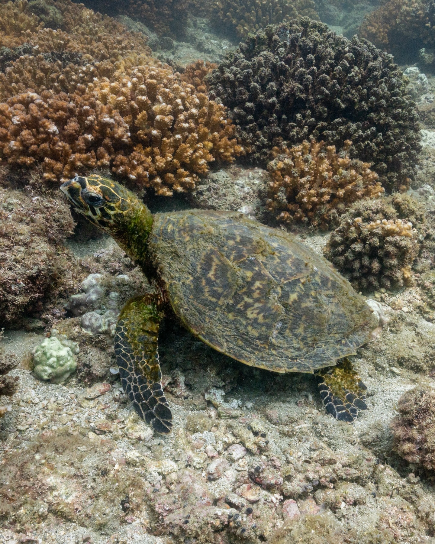 Formalmente lo podemos llamar un tour pero es más que eso. 🐠🫧
Es un recordatorio de lo afortunados que somos de poder sumergirnos y encontrarnos con lo vivo que está el océano y poder olvidar por un momento de todo lo que se queda en la superficie. 🪼
¿Listos para salir y ver con otros ojos el mundo marino? 🪸 ¡Agenda tu experiencia en el link de la bio o directamente por DM!
— ENG —
We can formally call it a tour, but it’s so much more. 🐠🫧
It’s a reminder of how fortunate we are to be able to dive in and experience the vibrant life of the ocean, and to forget for a moment everything that remains on the surface. 🪼
Ready to come ashore and see the marine world with new eyes? 🪸 Book your experience through the link in our bio or directly via DM!
-
-
-
-
-
apnea, freediving women, apneistas, freediving life, ocean adventures, mujeres del mar, apnea mexico, freediving retreat, certificacion apnea, baja california sur, ocean lover, aprende apnea, freedivers, viajes con proposito, apnea community, yoga y apnea, ocean experience, cabo retirement