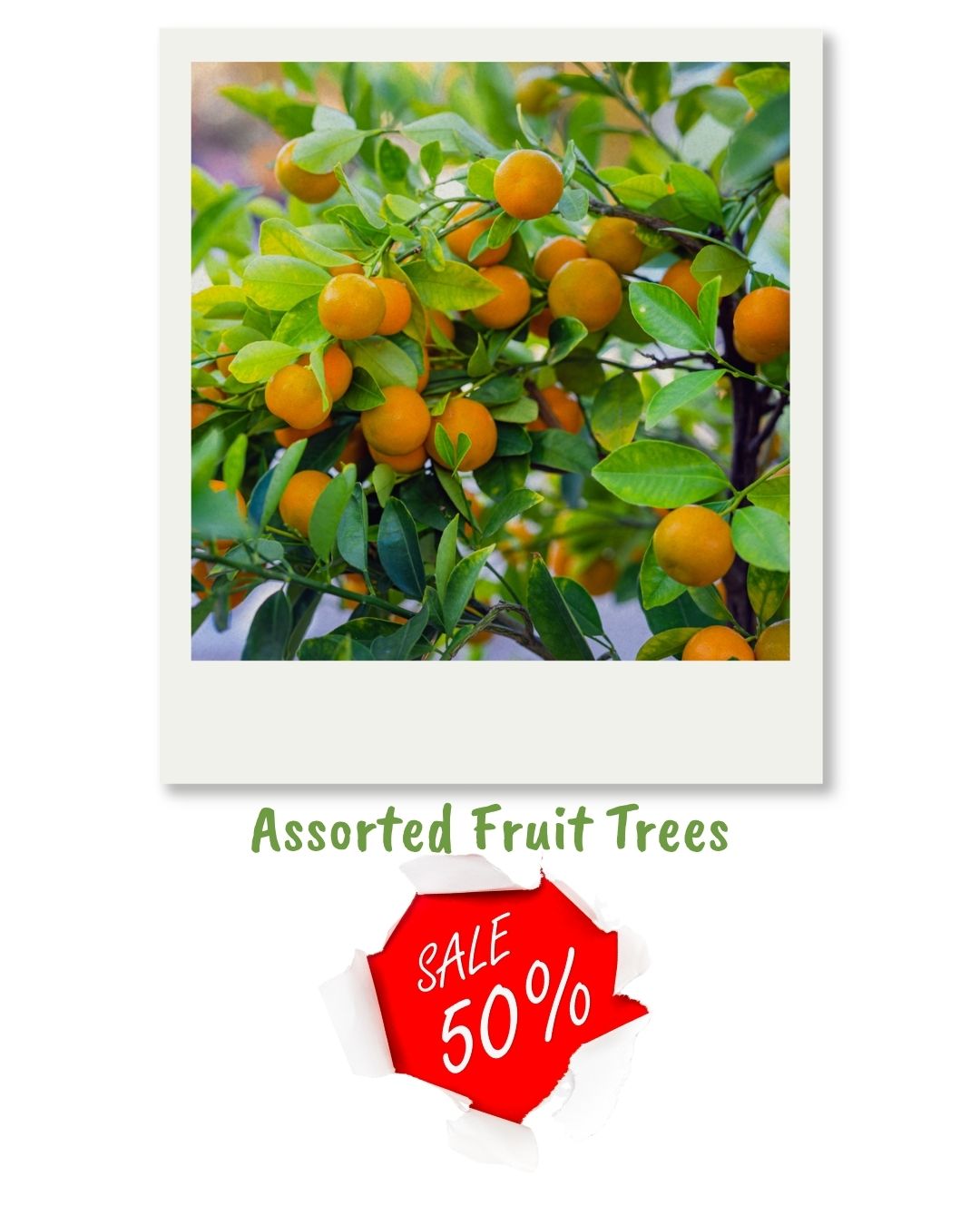 🍊 Assorted Fruit Trees – 50% OFF! 🍑
Now’s the perfect time to plant and grow your own fresh fruit at home 🌿
Huge range available — but at half price, they won’t last long!
Get in early and grab a bargain 🍋🍎