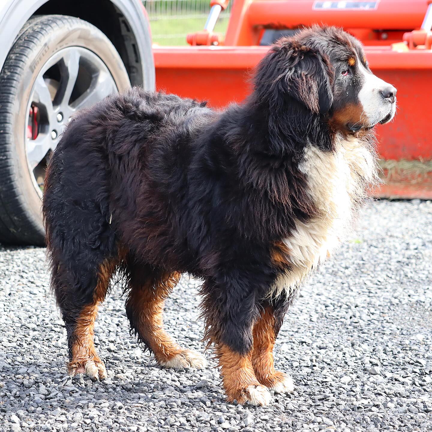 Dirty boy, Kody! #LKbernese
