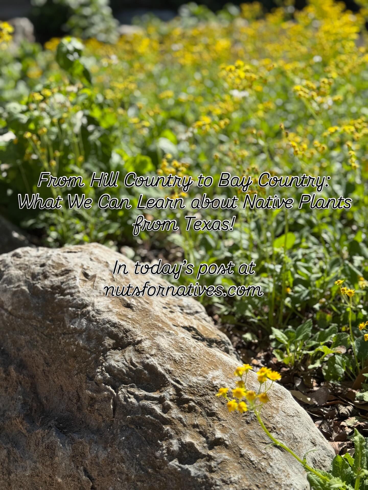 From the Lady Bird Johnson Wildflower Center native plant inspo to the Gardens of Texas and botanical illustrations by Clair Gaston, who knew Chesapeake gardeners could learn so much from Texas?!