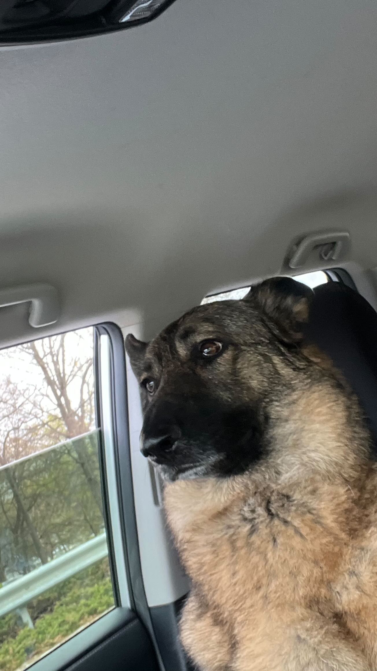 No April Fooling around here…
Employee of the month, Nala, knows how to hit the road and get the job done. 🙌🏻🙌🏻
Doggie Froyo restock at @campbowwow.columbia.sc
#doggiefroyo #delivery #dogdelivery #germanshepherd #employeeofthemonth