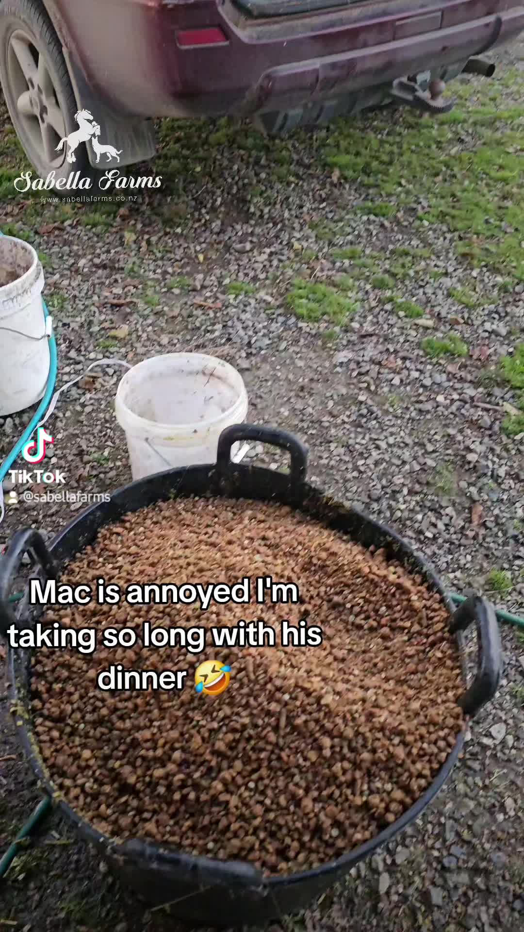 Mac is annoyed I'm taking so long with his dinner 🤣
Mac is more like a large dog then a Clydesdale stallion. He comes when you call him and doesn't worry about anything else 🤣
Hes a good boy!
#sabellafarms
#sabellaclydesdales
#farmlife