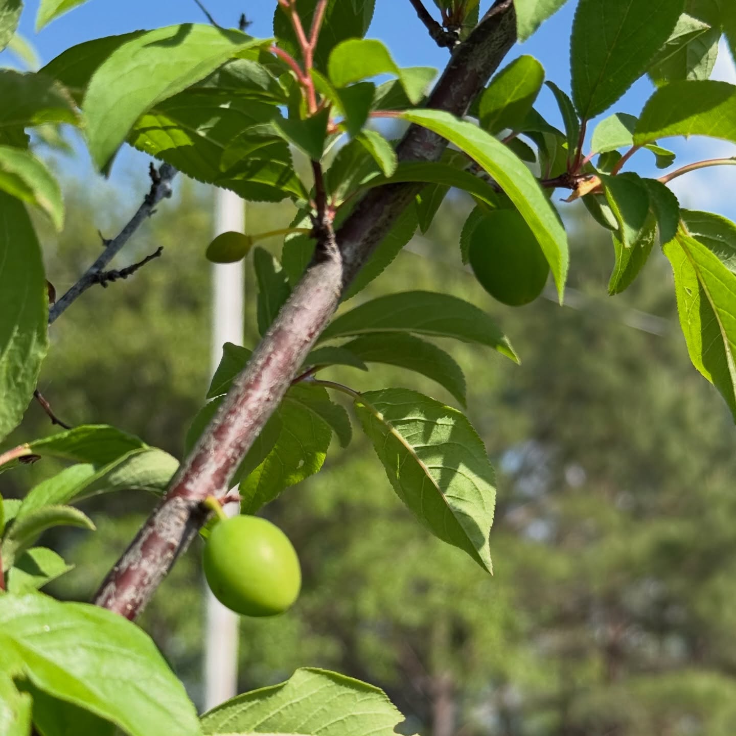Fruit is starting to show. This time of year always fills me with great hope. How many do you recognize???