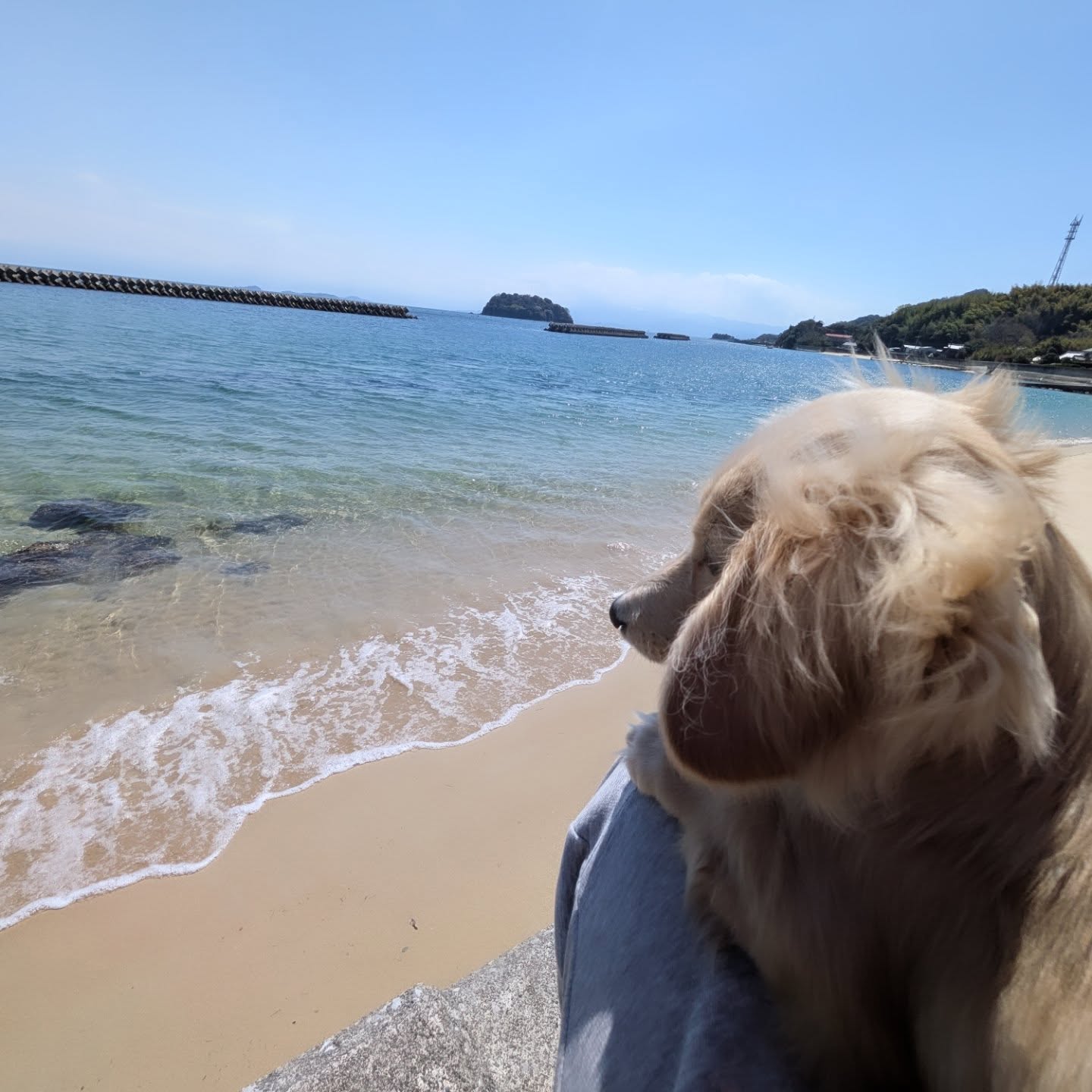 犬氏妹と日向ぼっこ🐶☀
▼しまなみ介護タクシー🚕💨
「しまなみ介護タクシー」で検索🤳
https://www.kaigotaxis.com/
#介護タクシー #福祉タクシー #今治市 #ダックスフンド #介護福祉士