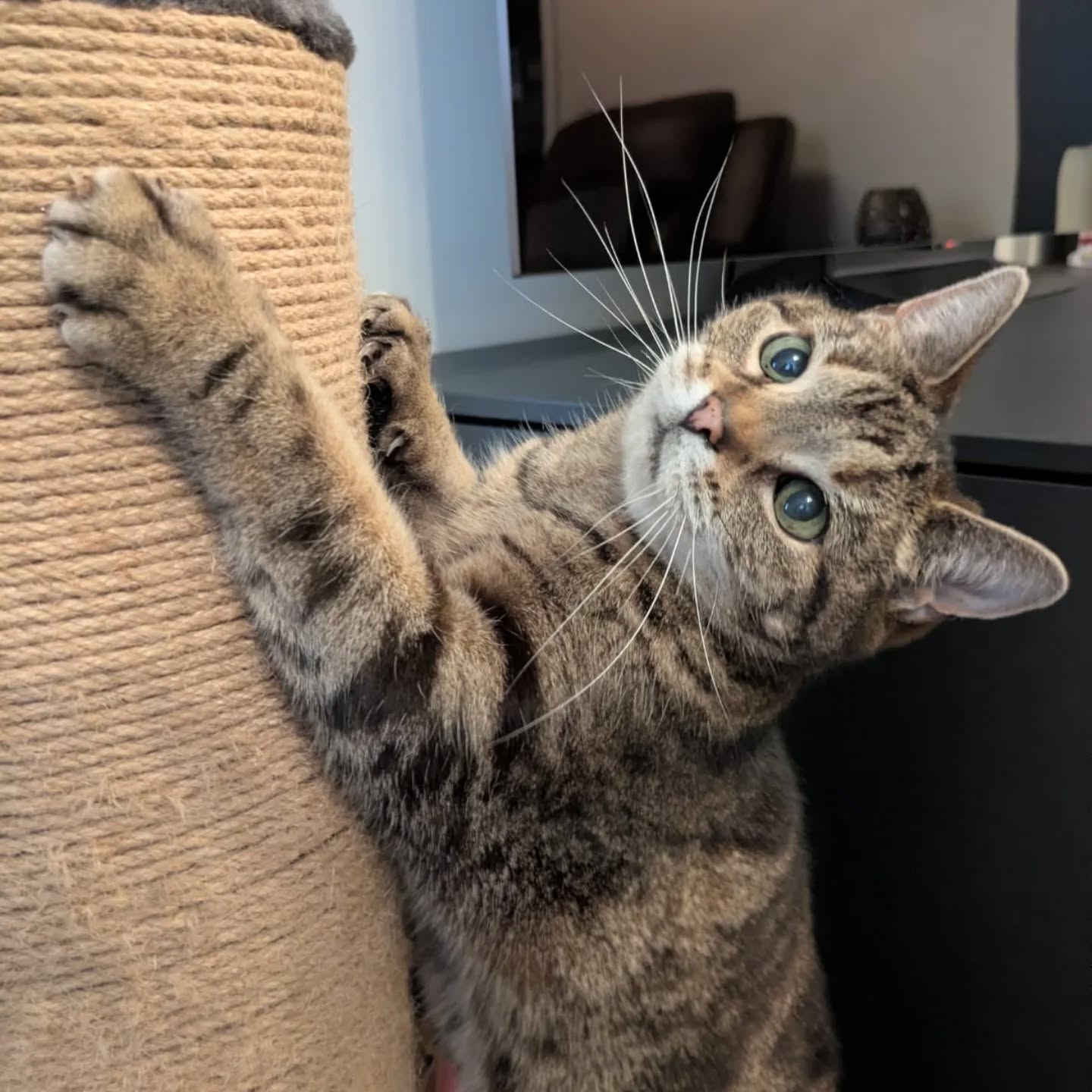 Stanley & Bolliver are back with us for some Easter fun this week! π»πβ¨
.
.
.
#catsitting #catlovers #tabbycat #gingercat #nantwich