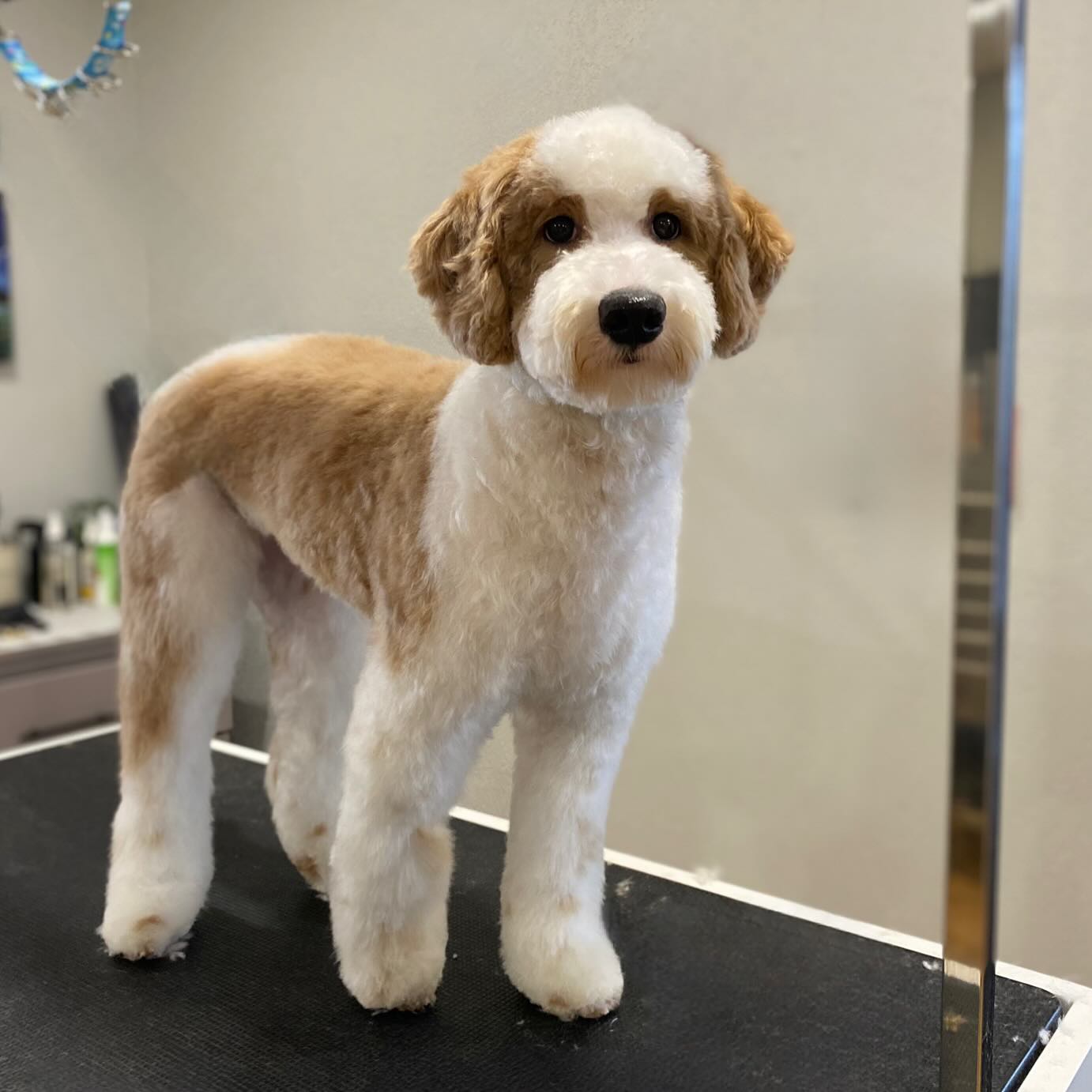 Fresh off that new groom 🫧
Text or call us to book your dog in at By the Pond Pet Spa: (519) 241-1552
#doggroom #doggroomingsalon #doggroominglife #cambridgeontario #groomingday🐶✂️🛁