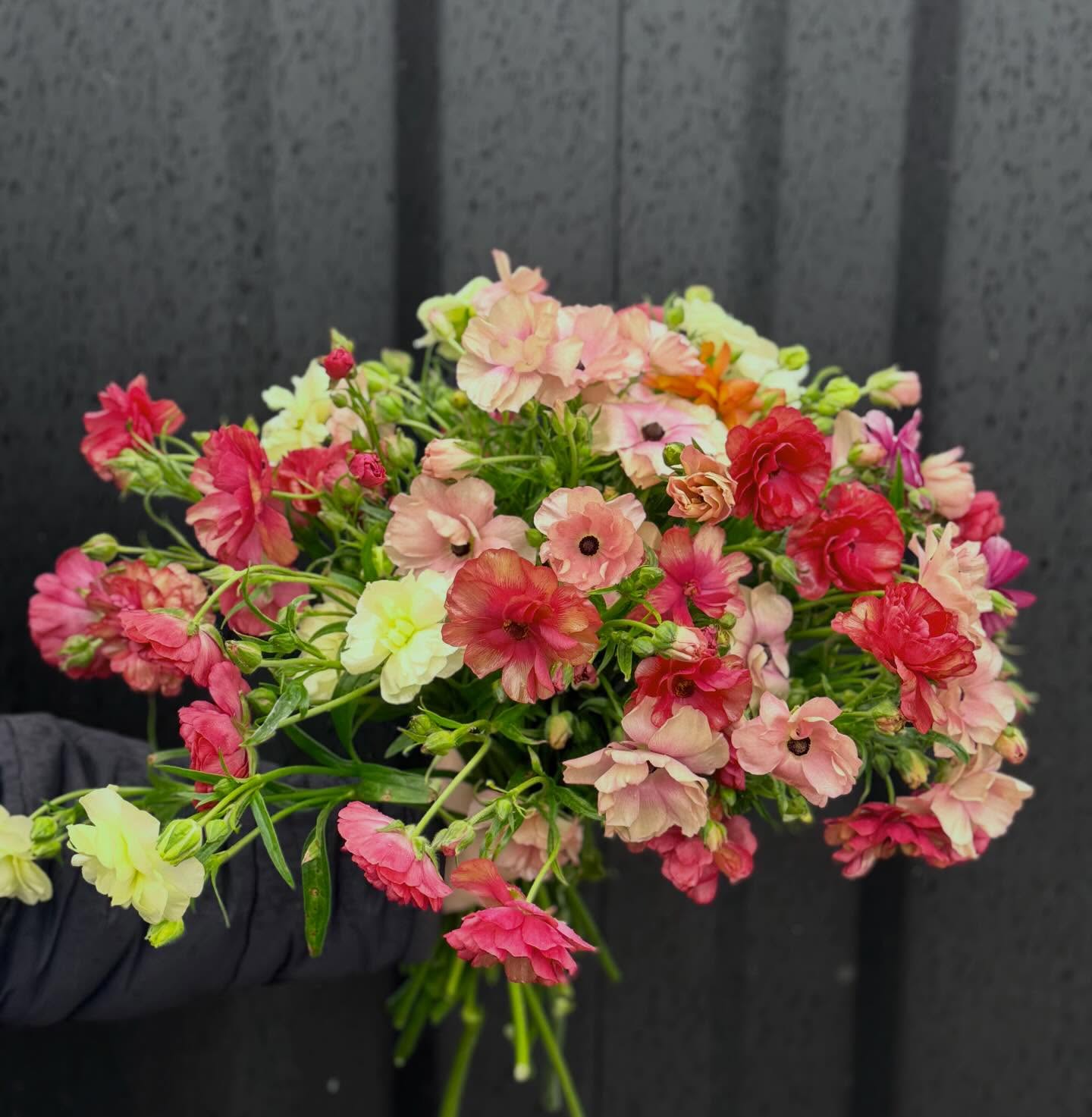 Today’s harvest of spectacular Butterfly Ranunculus. Definitely everyone’s favourite flower here!
