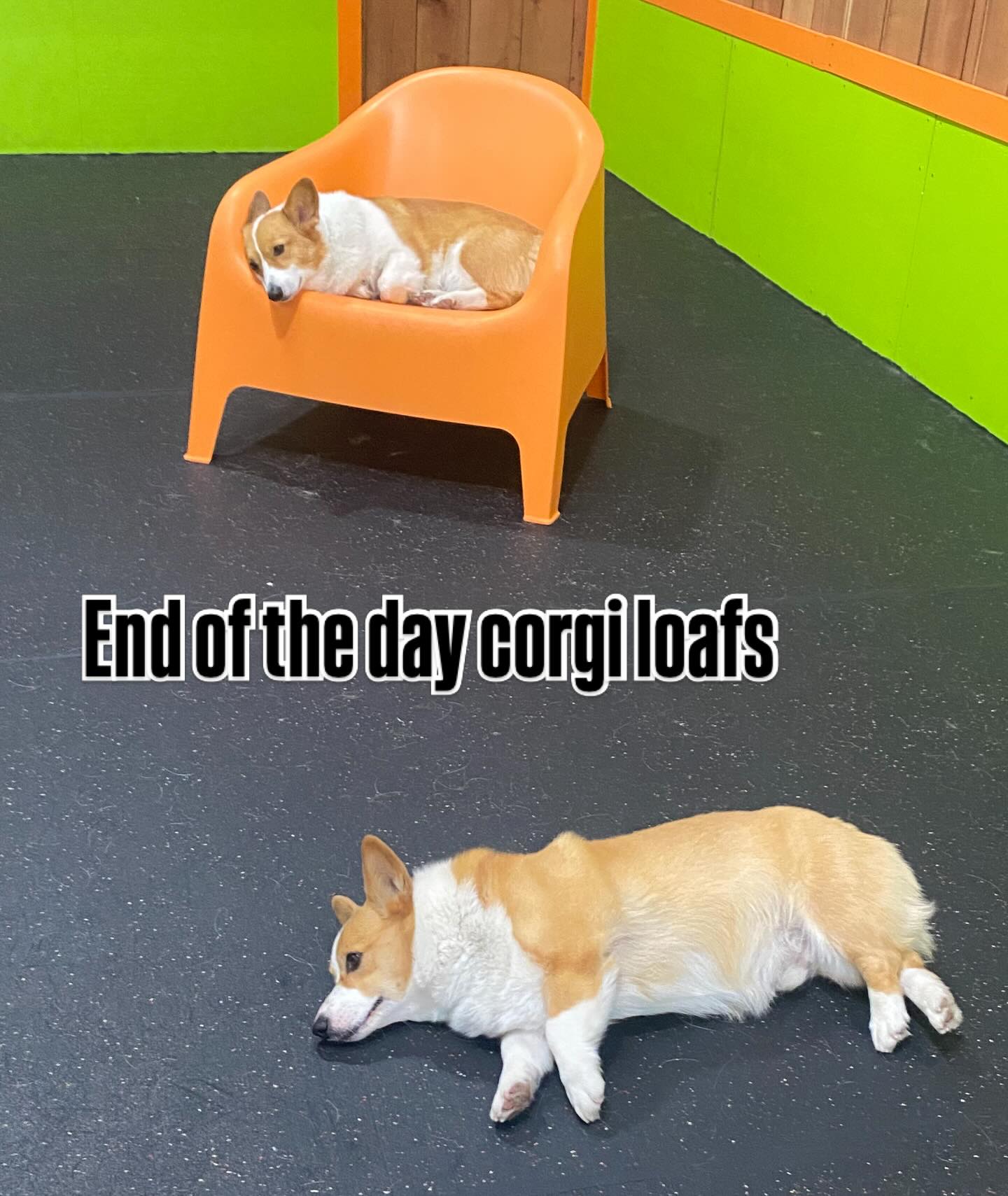 We tired
#gooddogplaycare #corgis @fogcityfinn @watson_the_potato