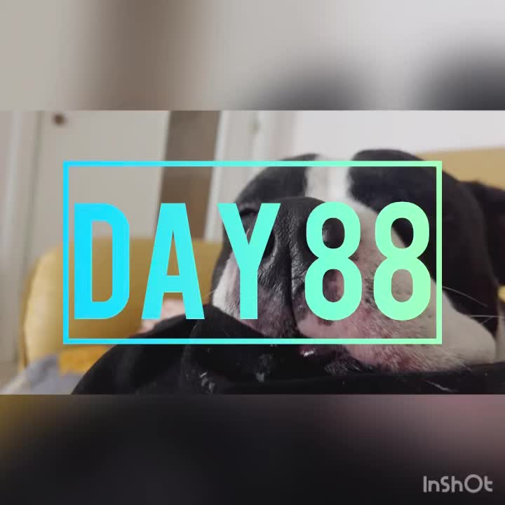 Day 88
🌧️ 58°/49°
I cleaned most of the morning, & figured you didn’t need to see how a vacuum worked 🤣 Also started Reese on her new med, I’m really hoping we see some relief! She is looking ok right now, thankfully, as we leave tomorrow for the weekend in Naples. She will be in the very capable & caring hands off our pet sitter, who will stay with the girls in the apartment while we are gone. I rallied to go downtown in the rain to grab two packages that had come in. I saw a dog while waiting for the bus that had a pretty nasty injury on its neck. I’ll be honest, I cried & thought about just going back to the apt to sob to Philly helplessly. But I stayed my course. My circling thoughts were if I had a car, I’d attempt to round him up, & take him to a trusted vet (where??), fix him up, & send him on his merry way. All of that isn’t in my current reality, & it was probably the first big hurt I’ve felt. Got on the bus, got our packages, & got back home. The sidewalks were quiet, with it being after lunch (siesta), & it raining. Later we headed to the Eagle for dinner, it really is just the best. Video tomorrow from Naples 🇮🇹 How fricken awesome!?
🪿💜🪿
#sillygoosesonly #vlorë #albania