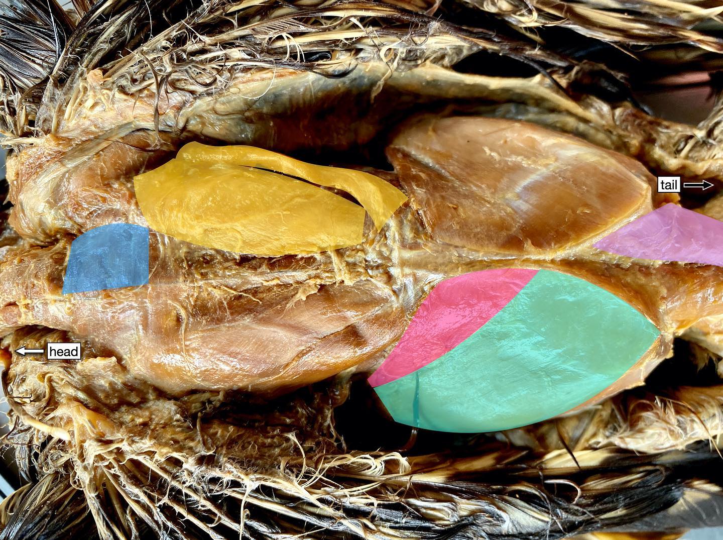 Hawk Dissection Part 5. Time for some muscle anatomy! (You didnāt think we were finished with this guy yet, did you??)
.
Here you see the dorsal side of the hawk (the back) just after I skinned it and before I tore all of this apart in my botched laminectomy. These are the muscles we can see (from the front by the neck, to the back by the tail):
.
Blue: superficial rhomboid (pulls scapulae together)
.
Yellow: latissimus dorsi (yep, as in ālatsā)
.
Pink and teal: iliotibialis, cranial and lateral parts respectively (goes from the hip to the knee)
.
Purple: levator caudae (lifts the tail!)
.
Lovely, right? Some of these muscles are in humans, too (like the rhomboids and latissimus dorsi). The others are not found in us, but would have been present in extinct dinosaurs! (Swipe for the unlabeled version to test your identification skills!)
.
So how do you identify muscles, anyway? And how can we possibly figure out what muscles on a fossil critter looked like? The answer to both questions lies in paying attention to attachment points of the muscles.
.
When doing a dissection, looking at what parts if the skeleton a muscle attaches to is key to figuring out its identity. For instance, here I knew what the rhomboid was because I saw a muscle that attached to the spine and to the scapula (shoulder bone), whereas the latissimus dorsi goes from the lower back to the humerus (upper arm bone).
.
Muscles often leave marks on bone where they attach (a bump, a line, a rough patch) so we can use these clues to reconstruct muscles in extinct organisms!
.
#science #anatomy #muscles #lats #hawk #birdsofinstagram #scicomm #comparativeanatomy #livingdinosaur #vetmed #paleontology #bird