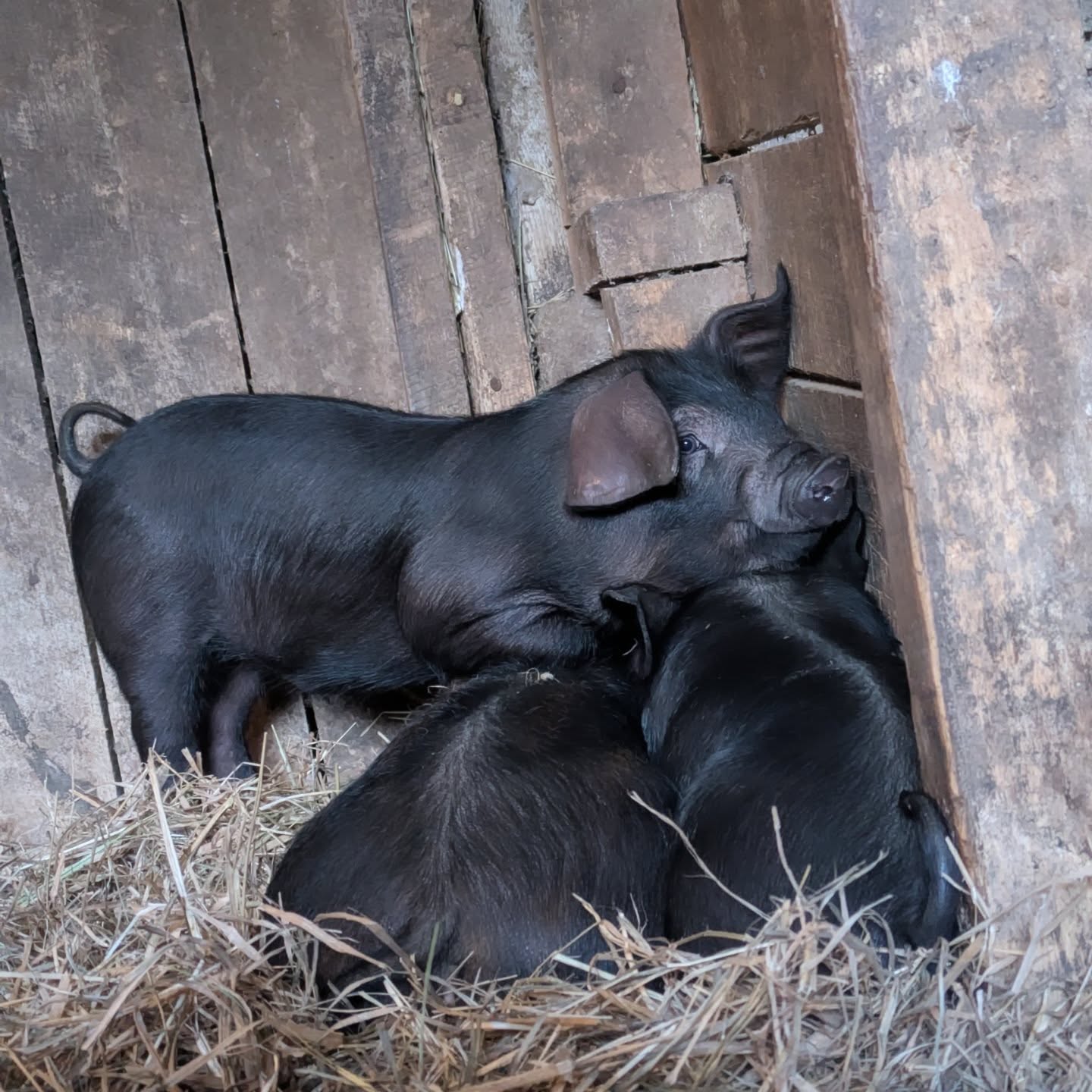 We're getting excited for Farm Babies Tours!! Edit: All sessions are currently sold out! Message us if you'd like to be put on a wait-list for our next series.