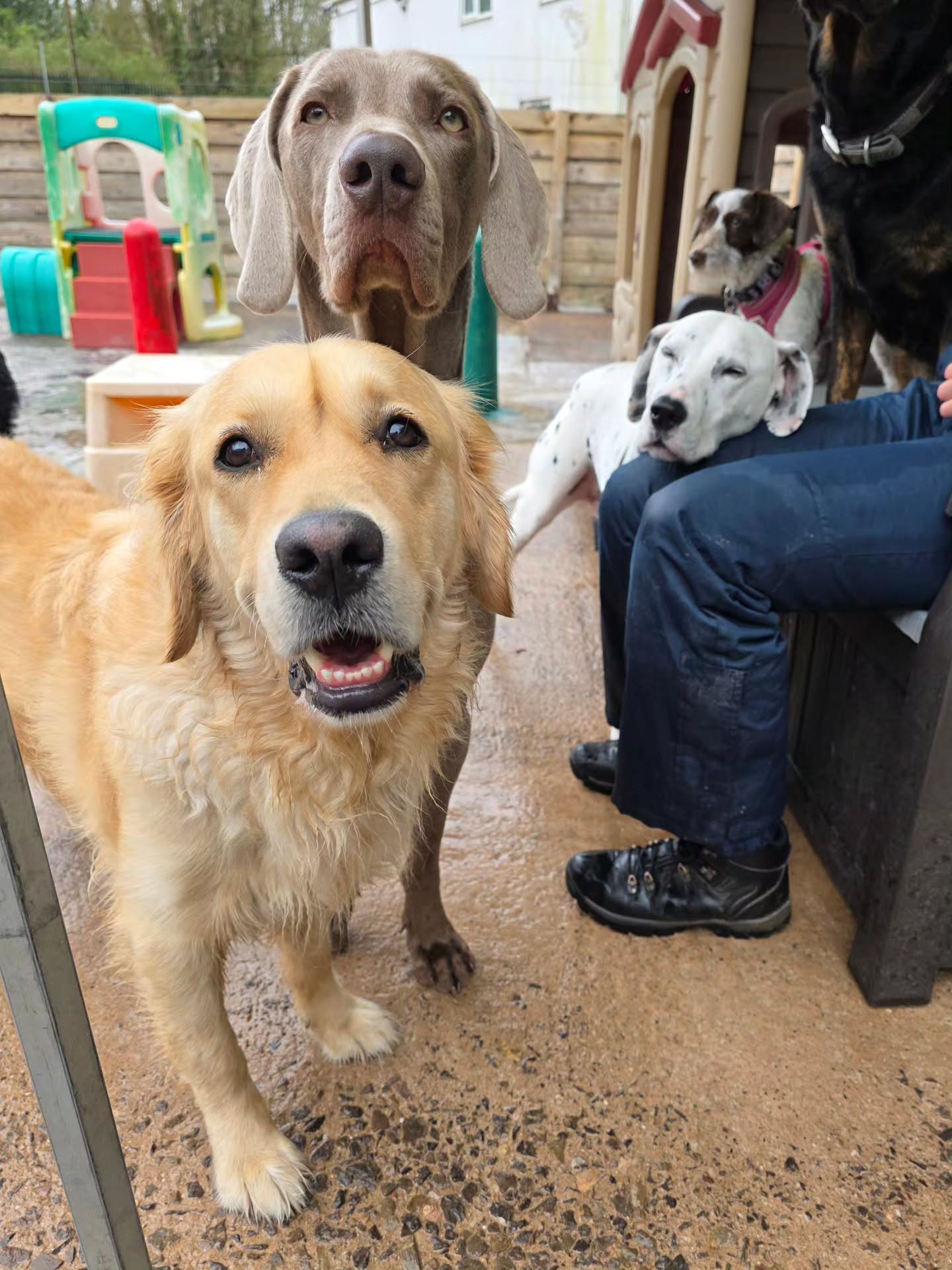 Happy Doggy Daycare 🐕 😄