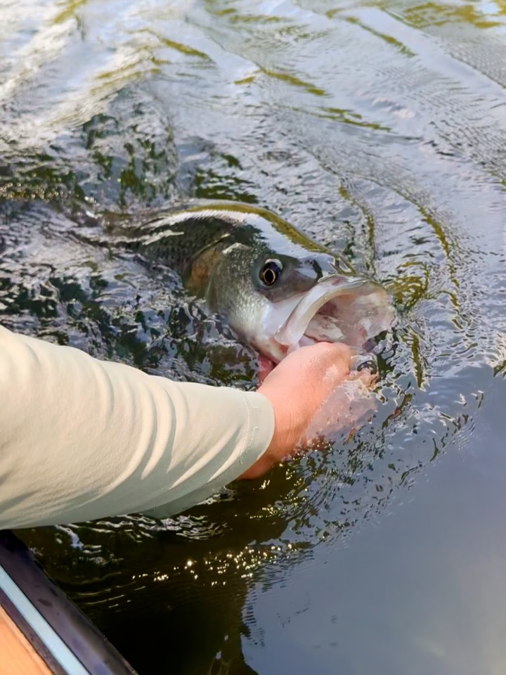 Before long, it’ll be warm beers, cold fried chicken, 10wts, striper eats and screaming reels!
~
#stripedbassonthefly #sodiumfreestripers #flyfishingjunkies #flyfishing #thehatchoutfitters