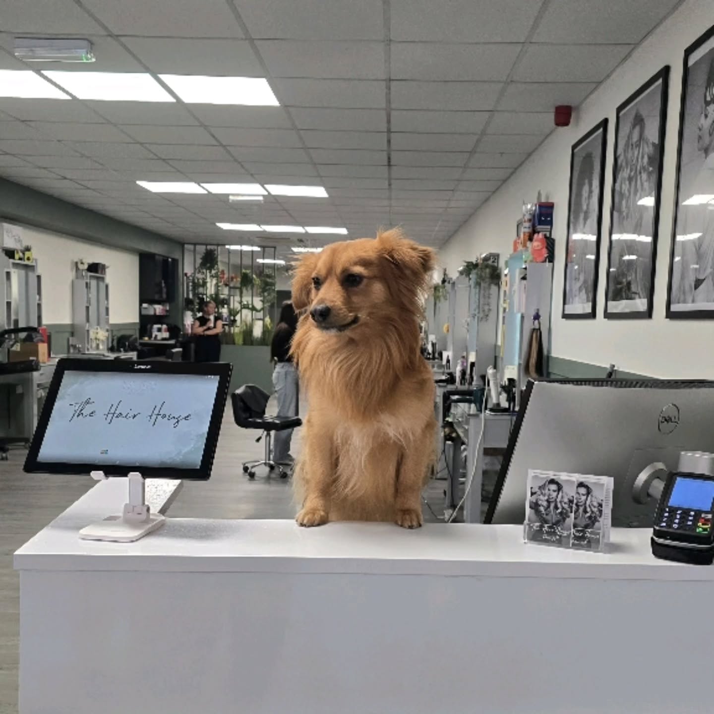 Fenny on duty today 🐶 — our lovable salon pup is front-and-center, greeting clients, offering cuddles between appointments and helping keep the team upbeat. Snacks gratefully accepted (treats, chews or a quick nibble). Studies show pets at work can reduce stress and boost workplace morale.
#salondog #behindthescenes #teamvibes #goodfriday❤️