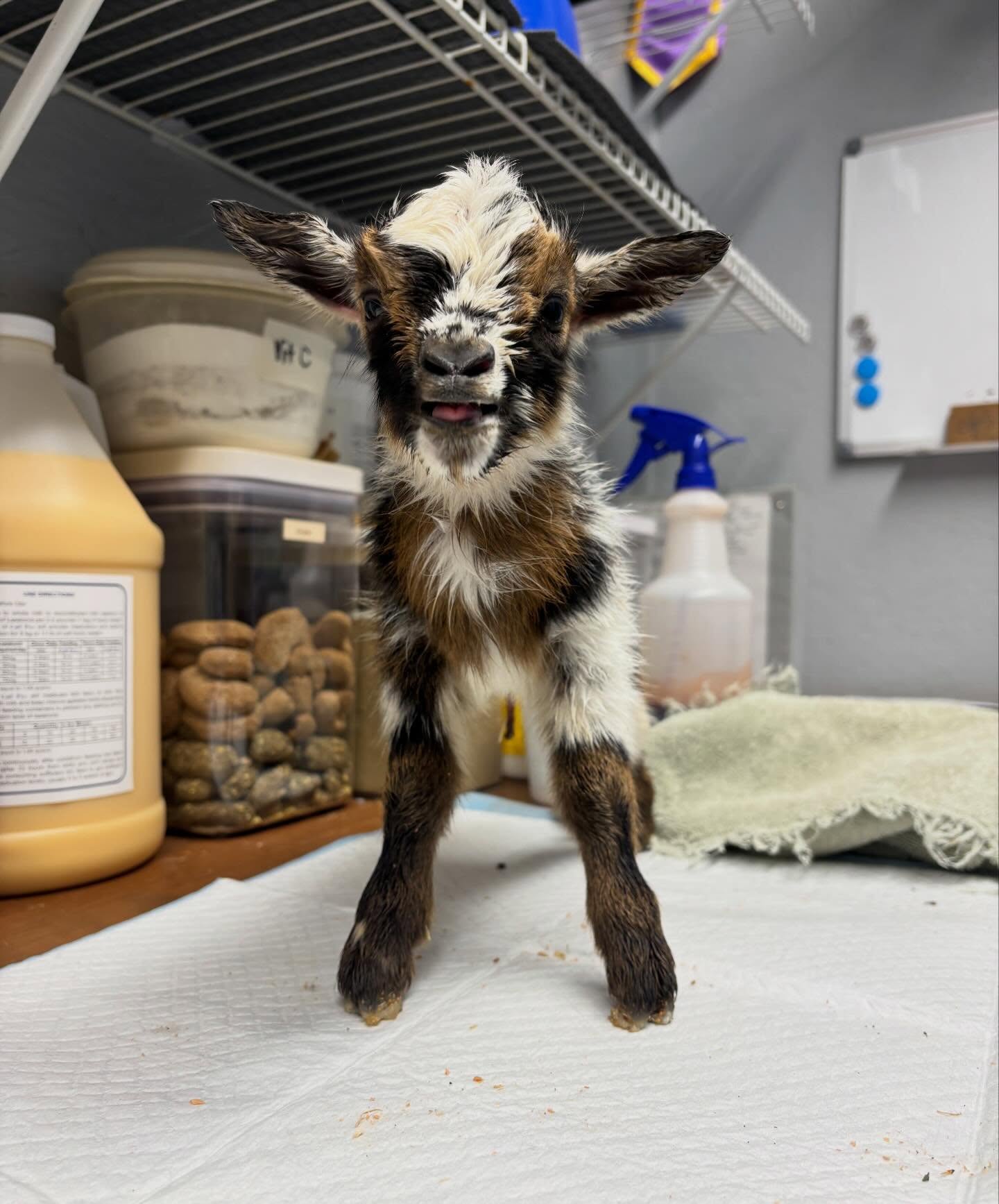 🎉 Jessie kidded last night at 6pm and surprised us with 4 healthy kids! 🎉
These four are Sired by Hanson Hideaway Graham Cracker *B! Go check their genetics out on our website at www.rockin-j-farm.com
Barn names for them are Bo Peep 🩷, Slinky 💙, Woody 💙, and Wheezy Penguin 💙 (Toy Story Characters)
Message if interested in any wethers!
#farmlife #nigeriandwarfgoats #4H #adga #homestead