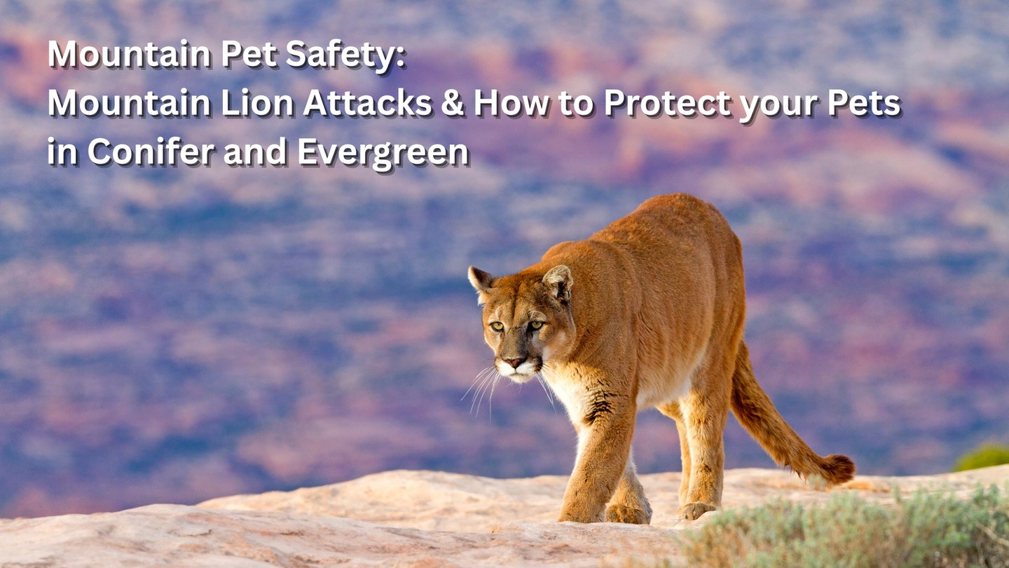 Living in Conifer and Evergreen means sharing the beauty of the foothills with incredible wildlifeโbut lately, that reality has felt much closer to home. With confirmed mountain lion activity near Pleasant Park and heartbreaking stories from our own neighbors, "business as usual" isn't an option for pet parents.
Your petโs safety isn't just a service; it's a commitment to this community.
Weโve put together a 2-minute guide on the practical steps you can take right now to protect your pack, from "supervised-only" potty breaks to the legal realities of wildlife encounters in Colorado.
Awareness is our best defense. Read the full safety briefing here: https://www.woofhoofmewpetsitting.com/post/mountain-pet-safety-mountain-lion-attacks-how-to-protect-your-pets-in-conifer-and-evergreen
#ConiferCO #EvergreenCO #MountainPetSafety #WoofHoofMew #ColoradoWildlife