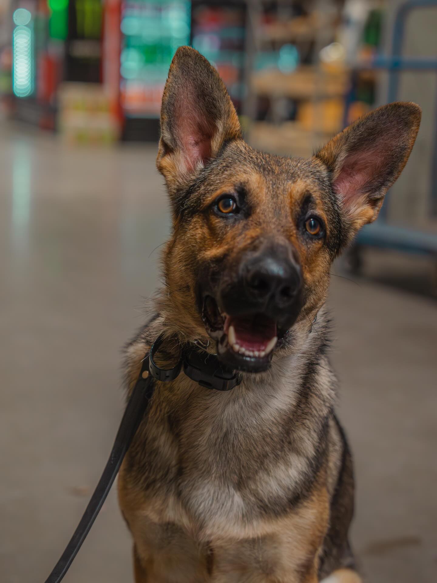 🇺🇸Frankie🇺🇸
Meet Frankie! This sweet boy is here for off-leash board and train. He’s a very happy boy who is eager to please. Wish Frankie good luck with the rest of his training
#dogtraining #dogtrainer #dogsofinstagram #dogs #frankie