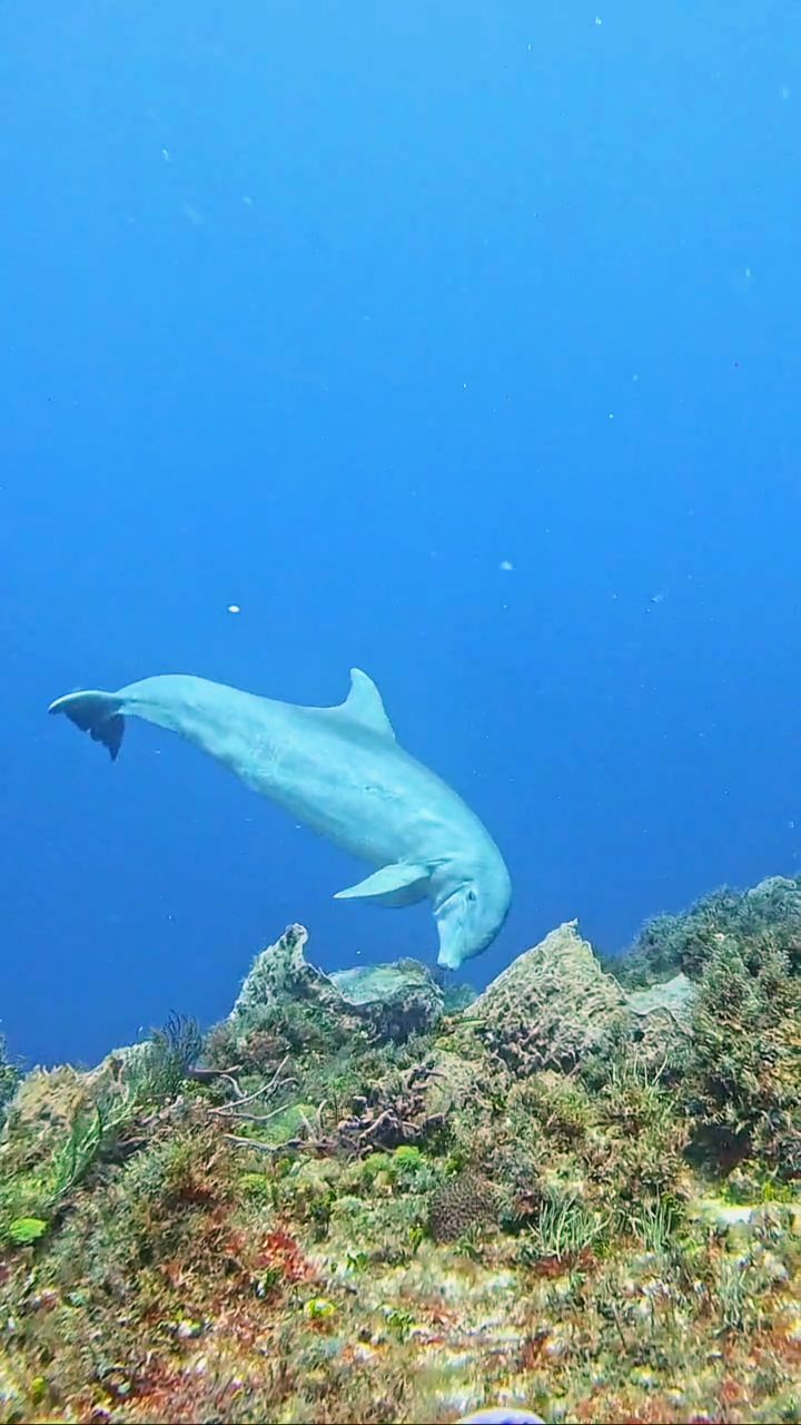 A rare and special moment underwater. 🐬
Dolphins are not a common sight during dives, which makes encounters like this even more meaningful.
We’re proud to dive with respect for marine life — allowing these experiences to happen naturally, without interference.
This is what makes diving in Cozumel so extraordinary. 💙
📽️: @lucasmacmillanhernandez
#AldoraDivers #scubadiving #cozumel #cozumeldiving #scuba