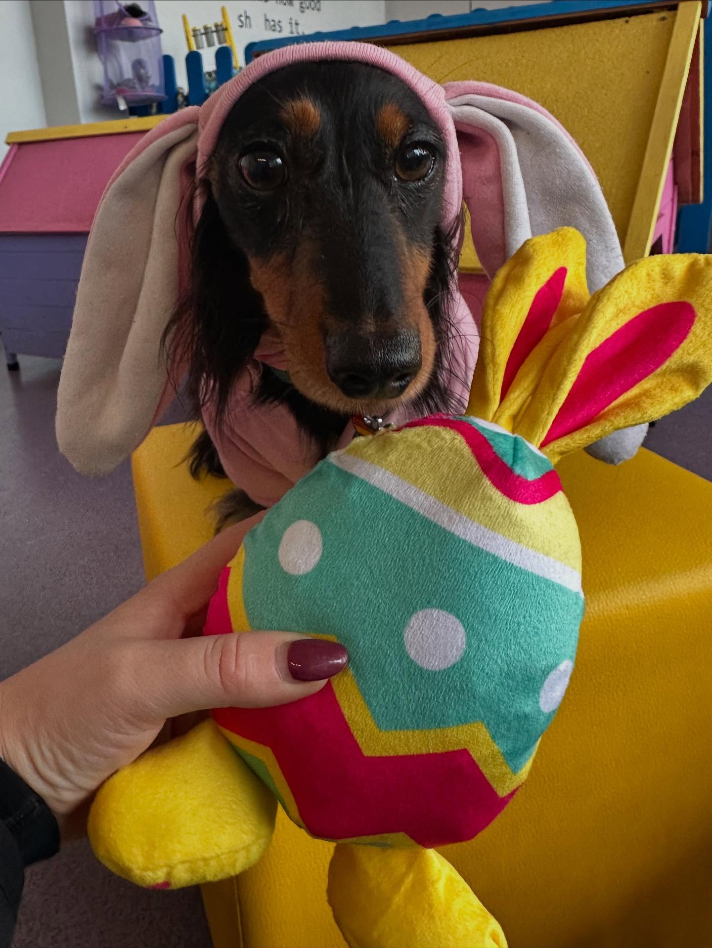 Yappy Easter 2026 🐣 #doggydaycare #stocktonheath