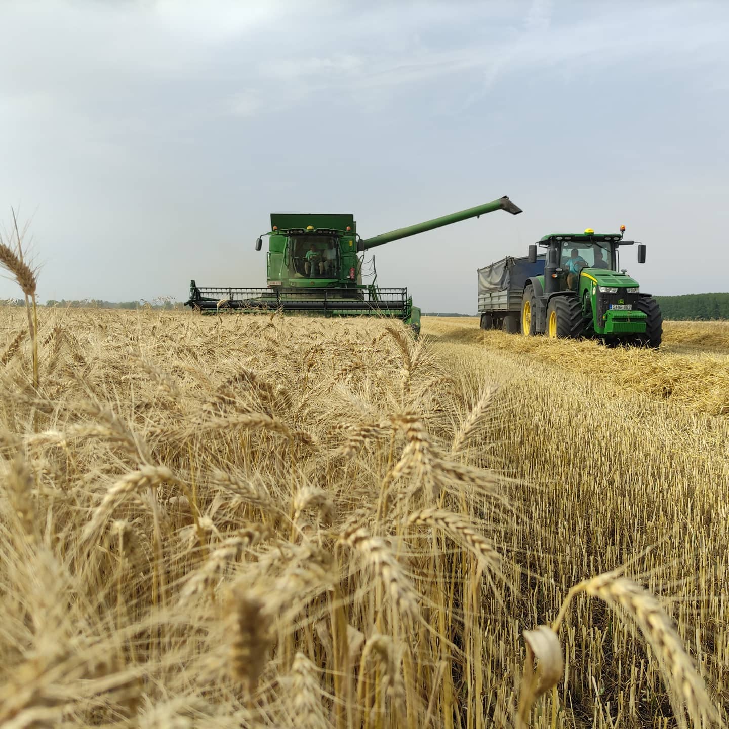 #kishomoktanya
.
.
.
.
.
#agriculture #farming #farm #farmer #farmlife #tractor #johndeere #fendt #agro #nature #agricultura #agriculturelife #agri #newholland #farmers #landwirtschaft #harvest #global #caseih #organic #masseyferguson #food #photography #claas #tractors #agronomia #horticulture #agricultureworldwide #bhfyp