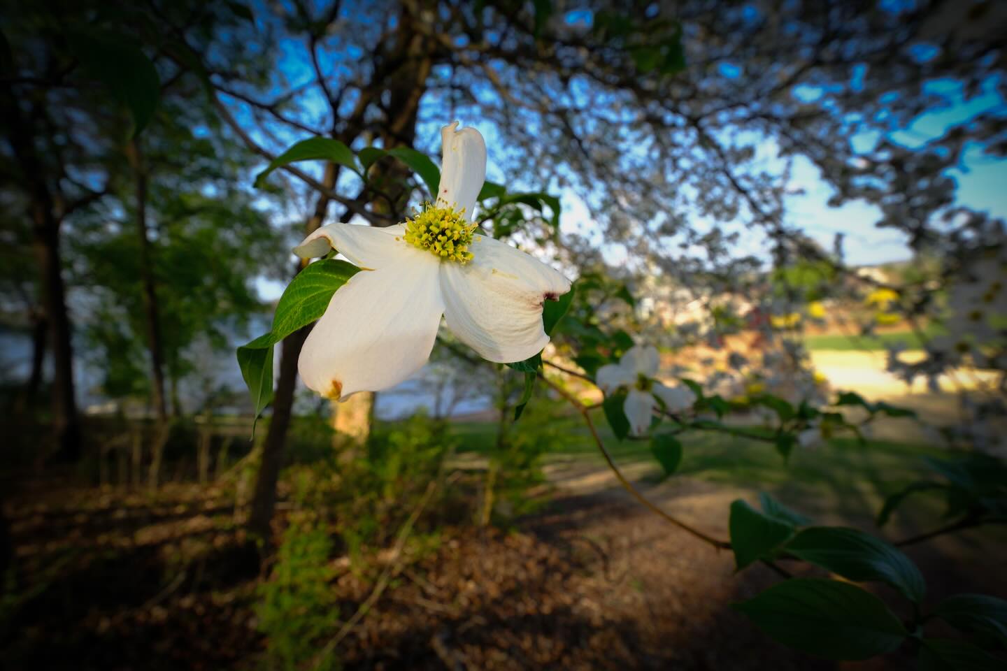 It’s that time! #Dogwood #FujifilmX-T5 #Viltrox9mm28
