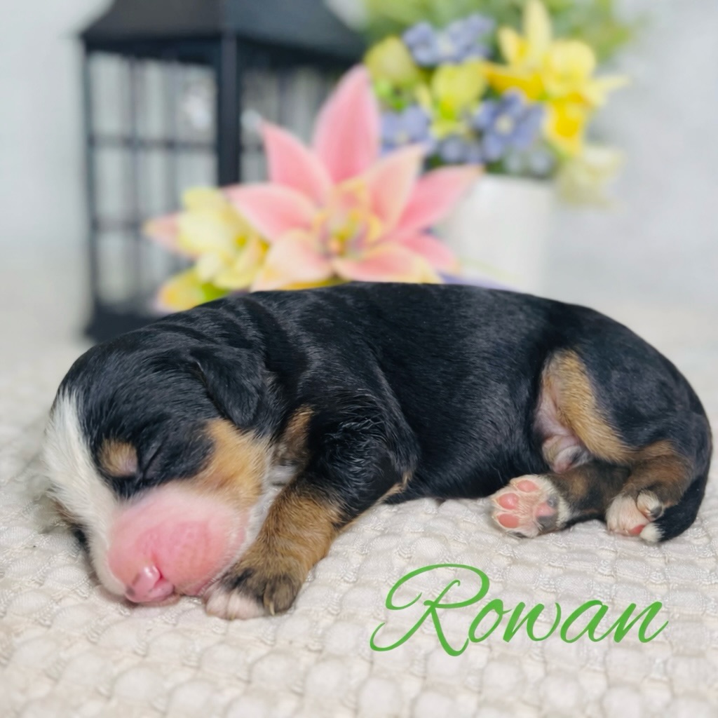 🌸 Nova × Bluey Multi-Gen Micro/Mini Bernedoodles 🌸
We have a beautiful new litter!
✨ 3 girls and 2 boys already reserved.
✨ 2 boys still available
Expected 20-30 lbs, non-shedding.
Raised in our home with ENS, vet checked, 2 yr health guarantee parents are Embark tested.
Saratoga Springs, UT
801-859-7824