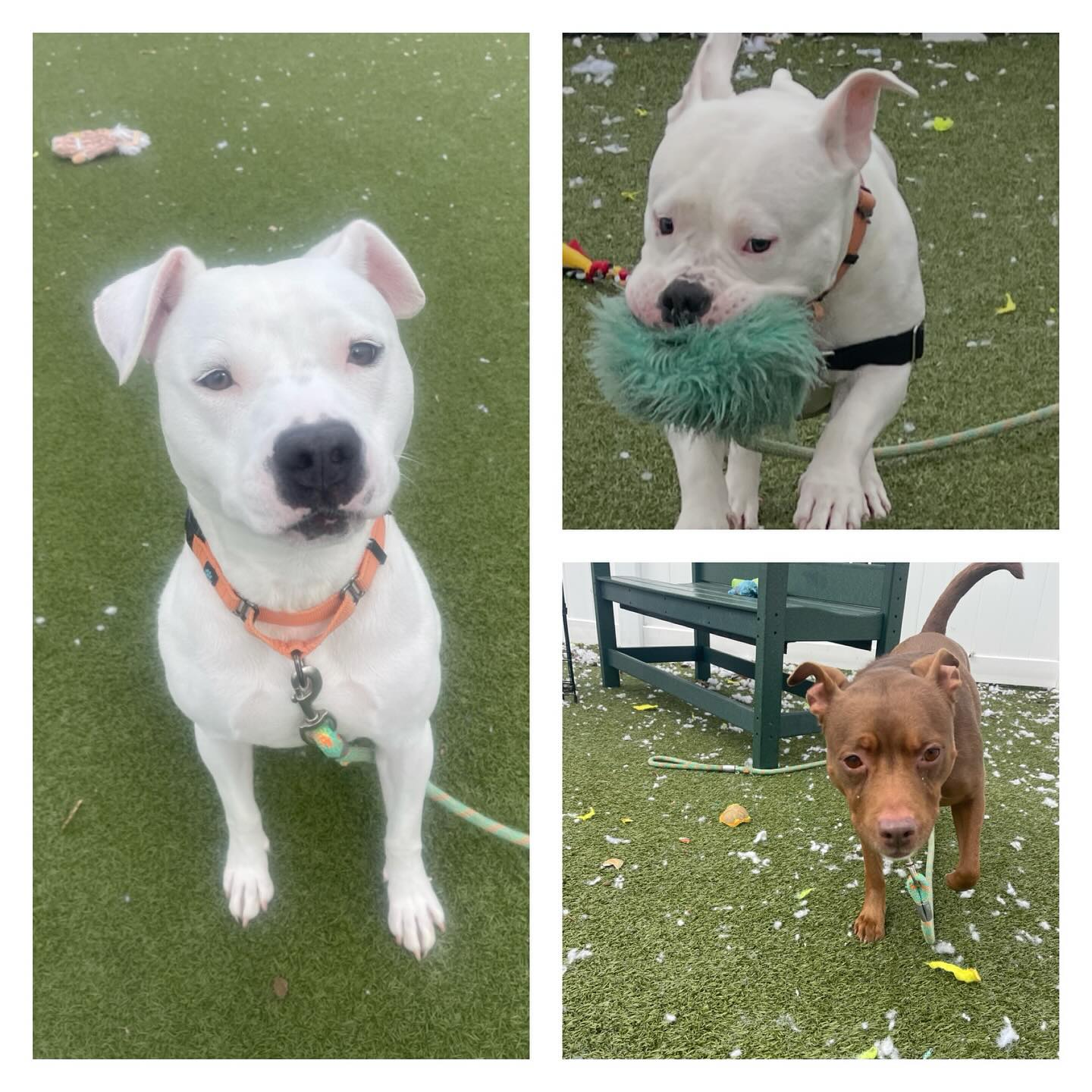 Welcoming a rescue dog home is a beautiful moment—but it’s also a time that deserves patience, structure, and support. 🐾
Our Dog Rescue Homecoming & Integration Program is designed to guide both you and your pup through those critical first stages of transition. We focus on building trust, creating routine, and setting clear, positive foundations so your dog can feel safe, confident, and understood in their new home.
Through this program, we support you with:
✨ Thoughtful homecoming preparation
✨ Guided decompression and adjustment periods
✨ Structured introductions and daily routines
✨ Hands-on coaching to help you read and respond to your dog’s needs
As your dog begins to settle in and grow, we offer a natural progression of care and enrichment services to continue their development:
🐶 Dog Walking – Reliable, structured walks that reinforce good behavior and provide mental stimulation
🐕🦺 Small Group Walks – Carefully matched groups to build social skills in a controlled, positive environment
🎾 Structured & Supervised Playgroups – Safe, enriching play designed to encourage healthy interaction and confidence
Our goal is to support your dog not just in their first days—but throughout their journey to becoming a balanced, happy companion.
If you’re bringing home a rescue or looking to build a stronger foundation for your pup, we’re here to help every step of the way. 💛
📩 Reach out anytime with questions—we’d love to support you and your dog’s journey! Contact Deborah at info@nodogtoosmall.com or (781)218-9217. #rescuedogs #rescuedogsofinstagram #adoptdogs #dogwalking #dogtraining #supportsmallbusiness #winchesterdogwalker