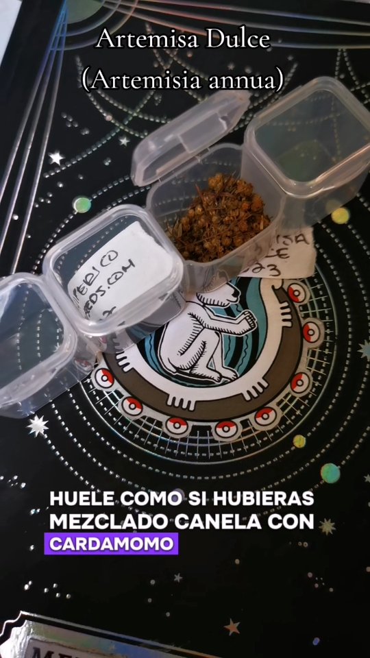 La Artemisa Dulce o Artemisia annua. Una joya de la herbolaria tradicional China.
#artemisadulce #artemisiaannua #huertomedicinal #latintureria #tinturamadre