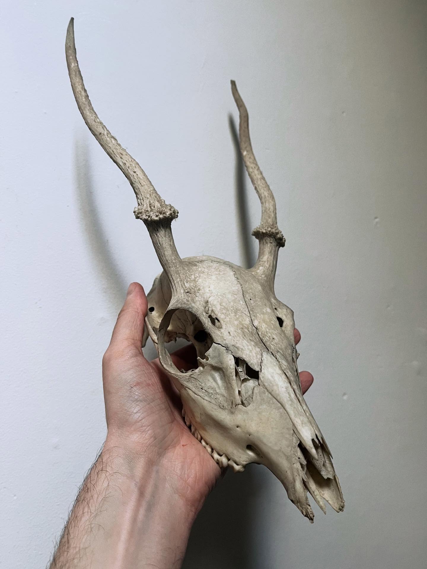 DEER SKULL new in.. a rather satanic, worn & weathered piece.. it has a great look!! Macabre ๐ค message me with any interest #deer #skull #animalskulls #antlers #witchcraft