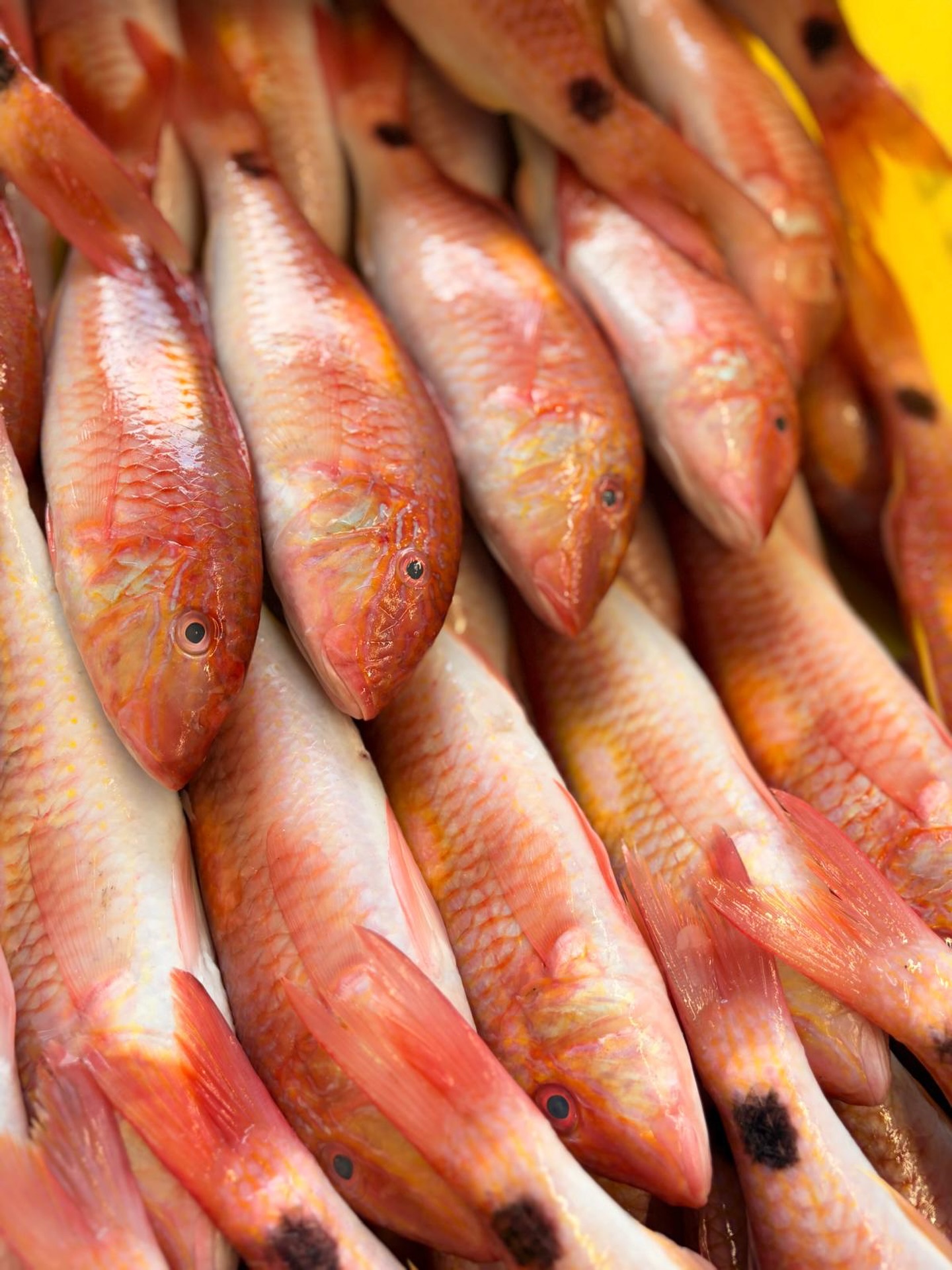 These stunning fresh Red Mullet—also known as Mediterranean Goatfish—have just landed and they are looking spectacular.
With their iconic vibrant colour and delicate flavour, they’re the ultimate centrepiece for your Easter weekend menu.
If you’re looking for a creative prep, why not order them “blocked”, to give you a great plate coverage double fillet.
Don’t forget we are open and delivering this Good Friday (the ultimate Fish Friday!), so make sure your fridge is sorted and pre orders are placed!
📅 Order ASAP to avoid disappointment.
💬 Call the team on 01253 679813.
#fishfriday #redmullet #fishmonger