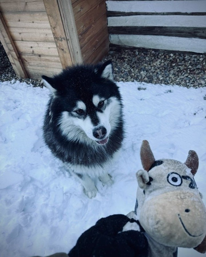 Is spring here yet?
#winterblues #fluffybff #waitingforwarmth #snowbuddy #huskymix #winterwalks #outsidefun #WoofHoofMew #petsitting #petsitter #conifercolorado #morrisoncolorado #evergreencolorado