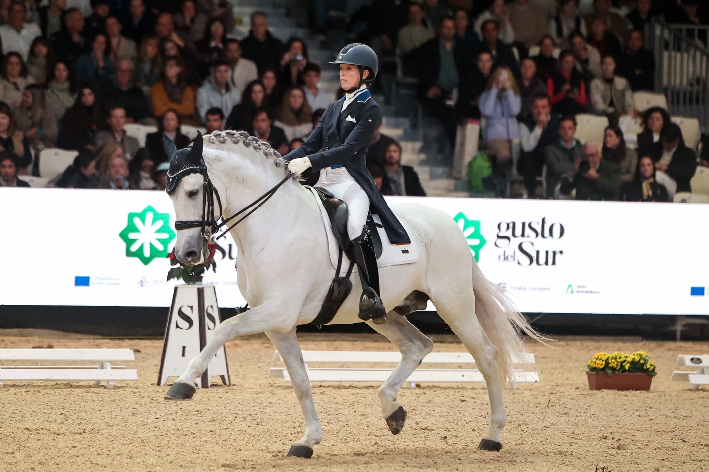 Modo competición: ON 🤍🐎
@matildaschmecheldressage con nuestras breeches de competición… sabe que es hora de brillar ✨
Competition mood: ON 🤍🐎
@matildaschmecheldressage in our white competition breeches… she knows it’s game time ✨
📸 @ambracero @twohearts_portrait
#dressage #equestrian #equestrianlifestyle #sicab #competition